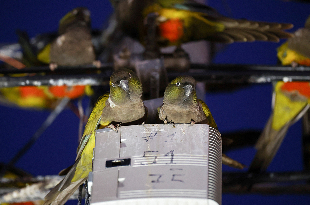 image Argentine town under siege by squawking, power-cutting flock