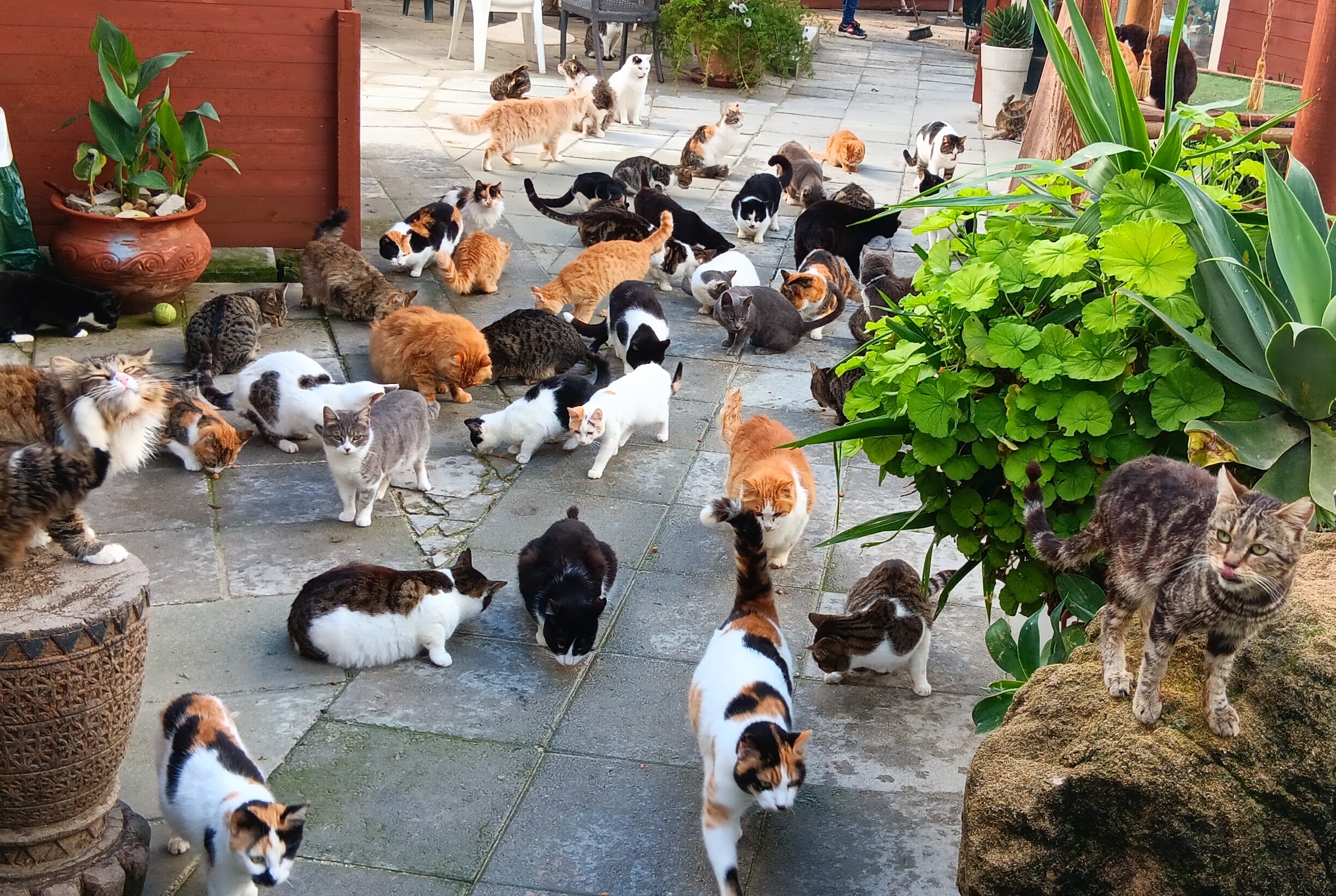 image Cyprus’ cat bottleneck