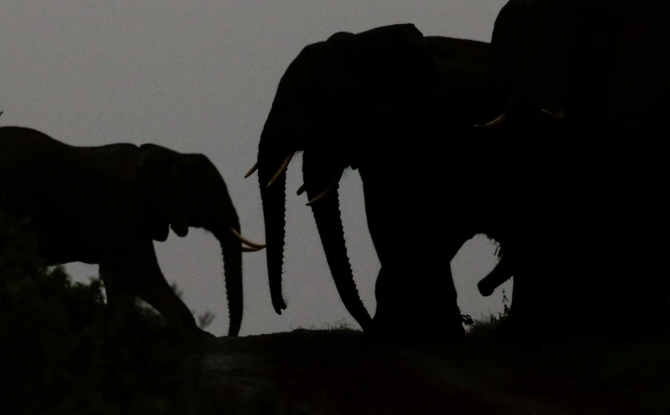 image Researchers document huge drop in African elephants in a half century