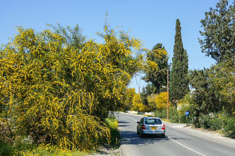 image Invasive acacia is taking over Cyprus