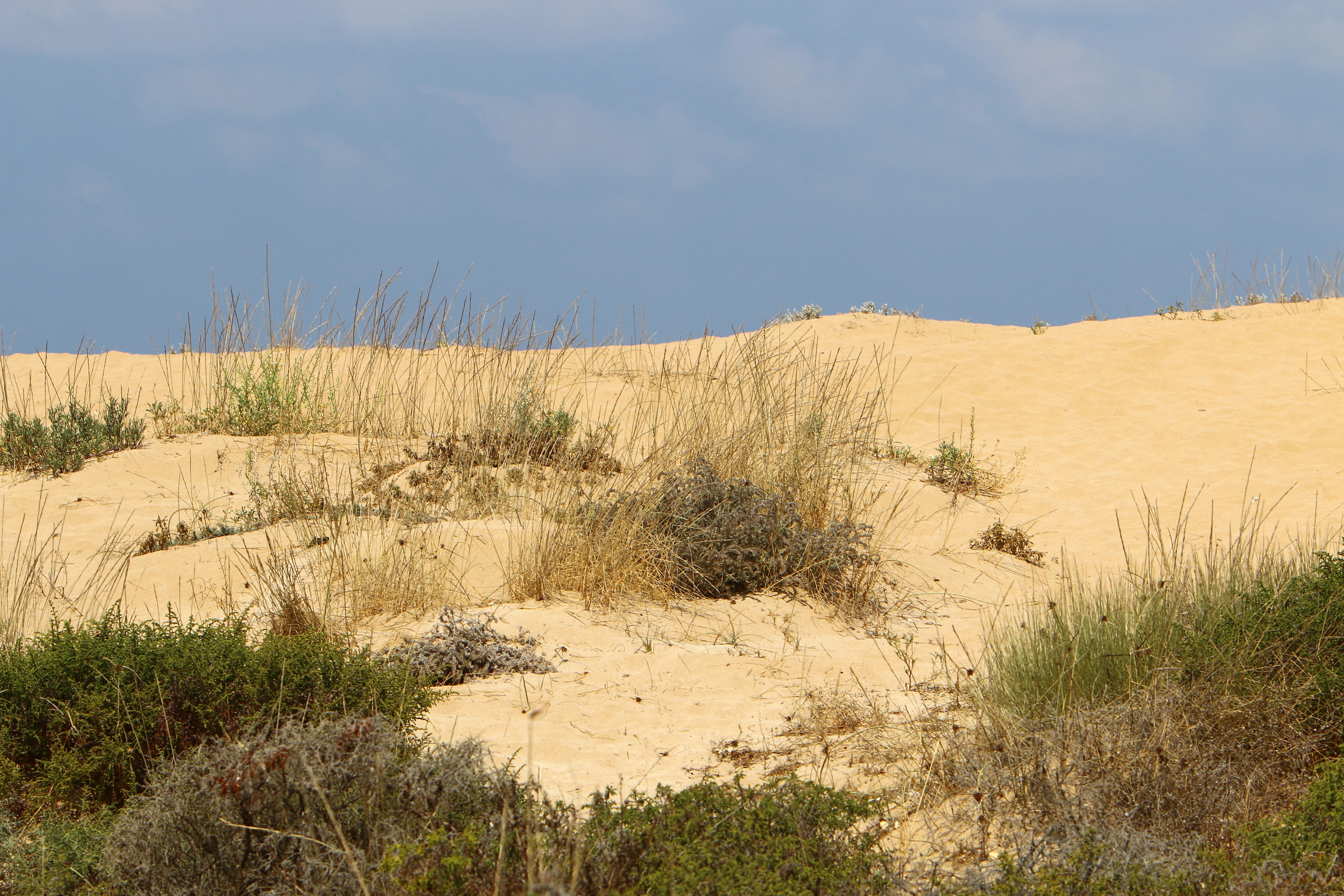 image Sand dunes being destroyed by unauthorised developments, say environmentalists