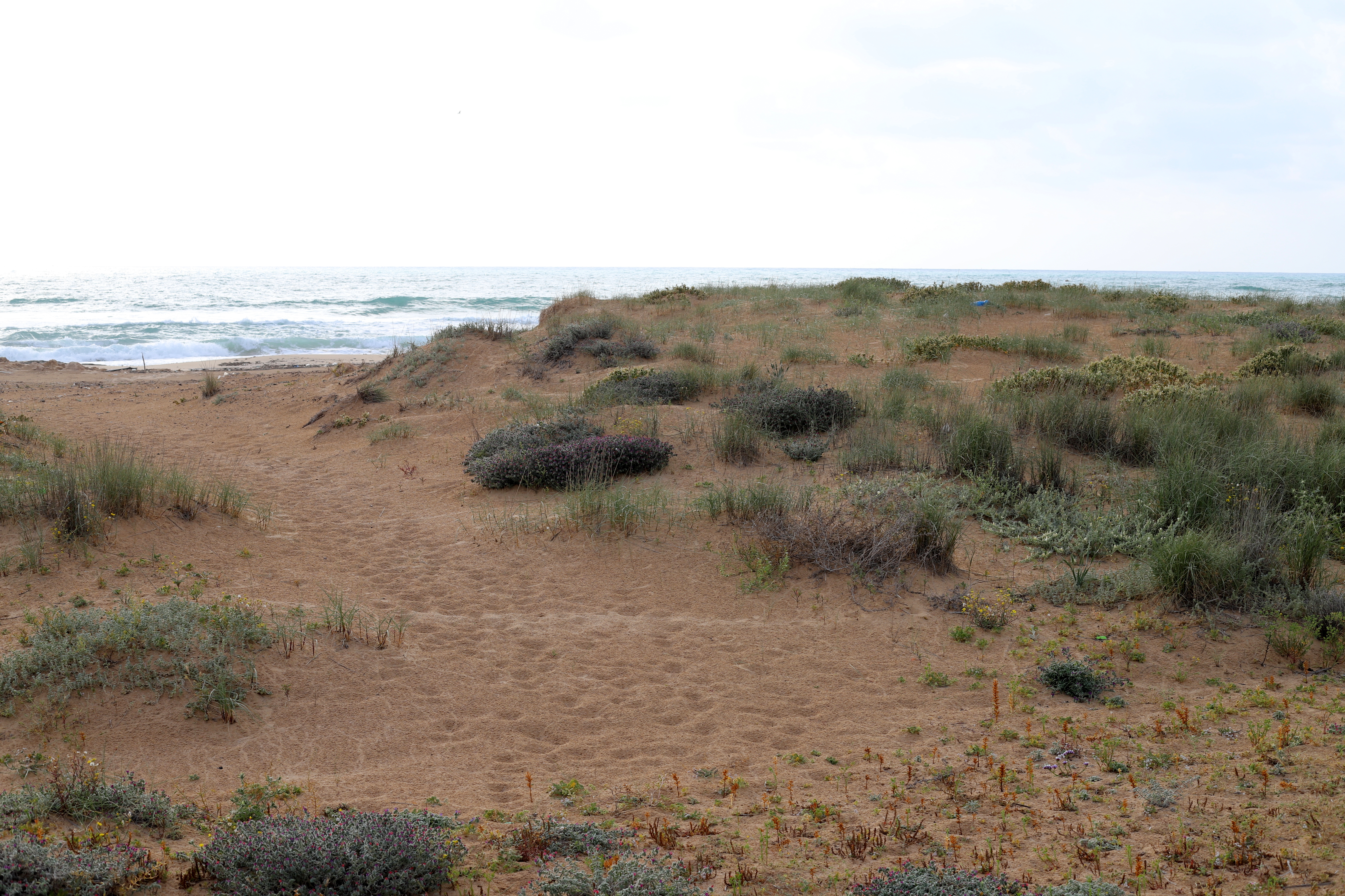 image Environment Dept confirms damage to Pyrgos sand dunes