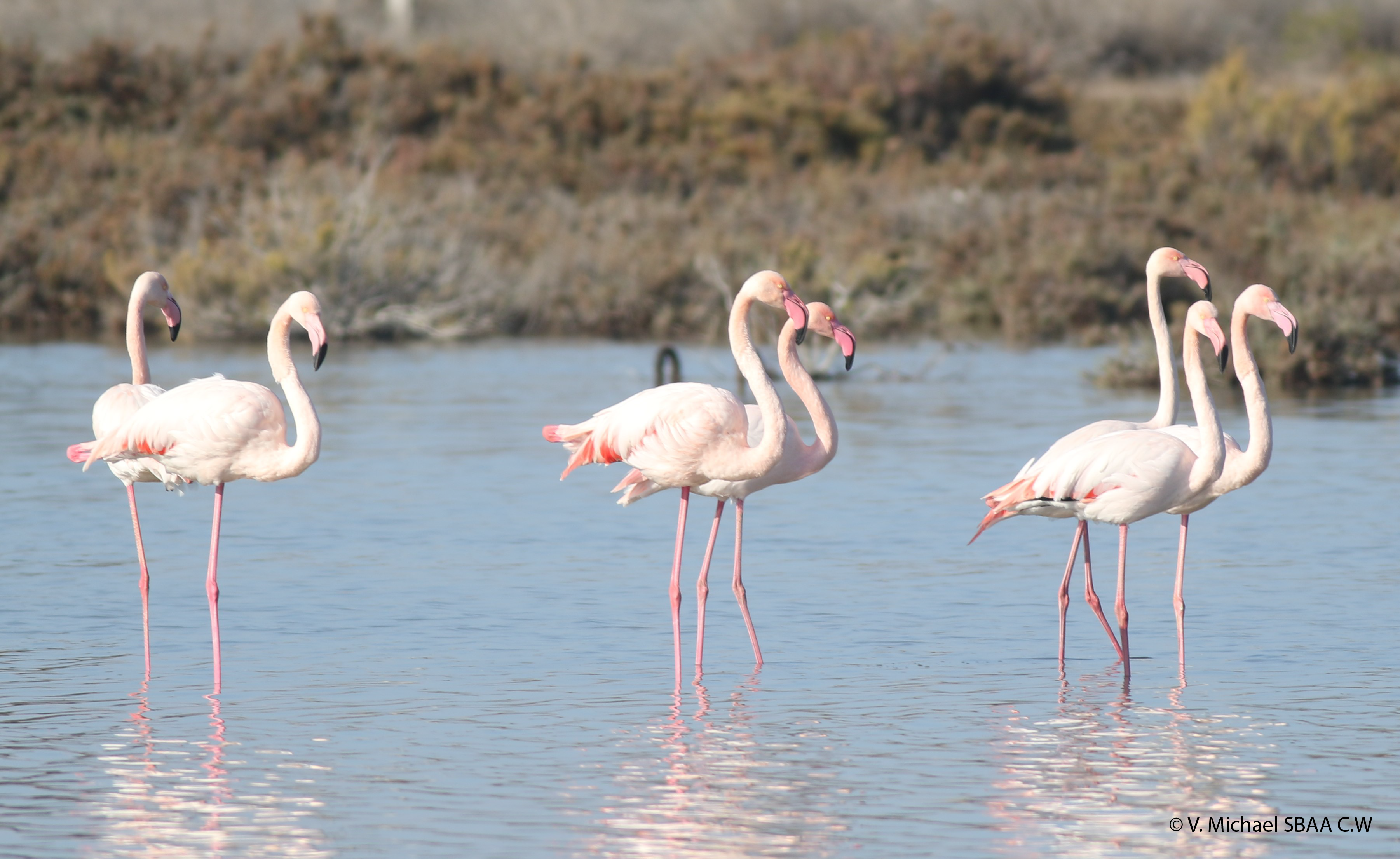 image Hundreds of flamingos return to Akrotiri salt lake