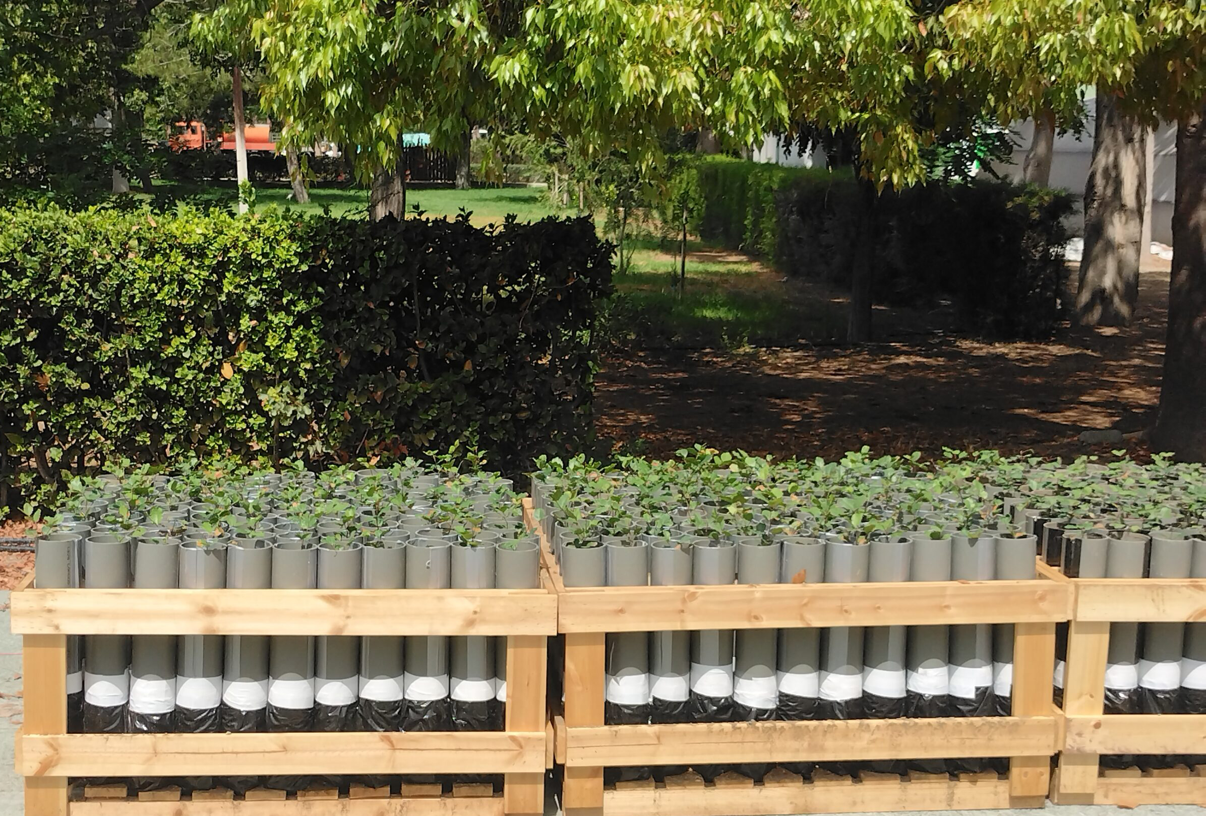 image Kilometres of hedges to be planted to fight desertification