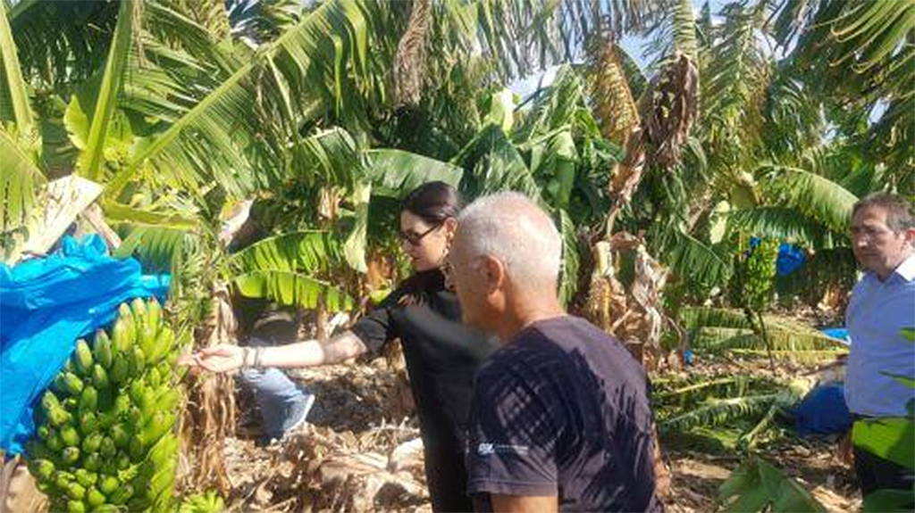 image Minister visits flood-affected banana plantations