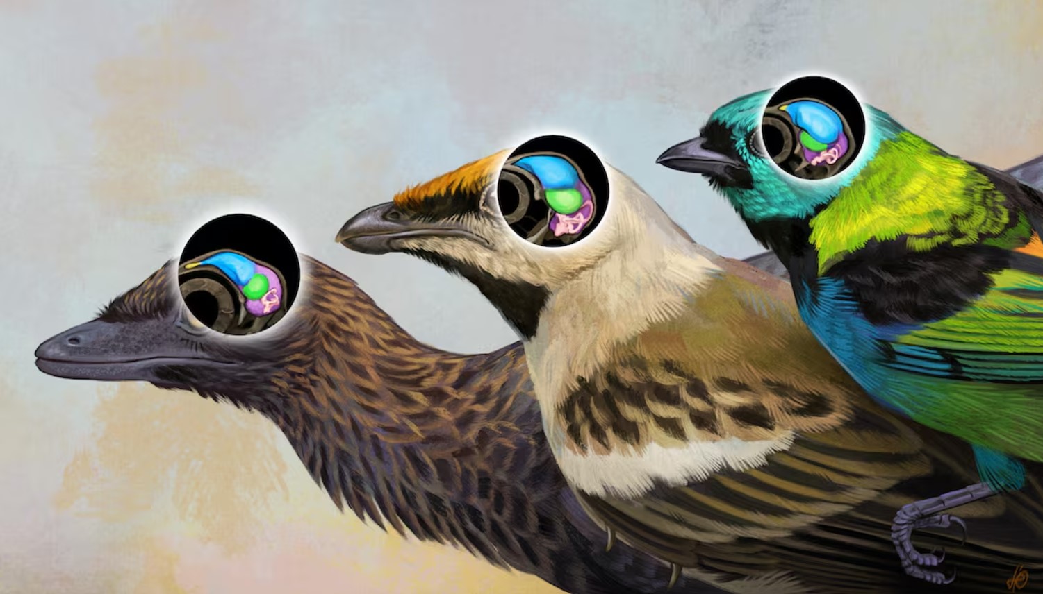 image &#8216;One-of-a-kind&#8217; skull fossil from Brazil reveals bird brain evolution