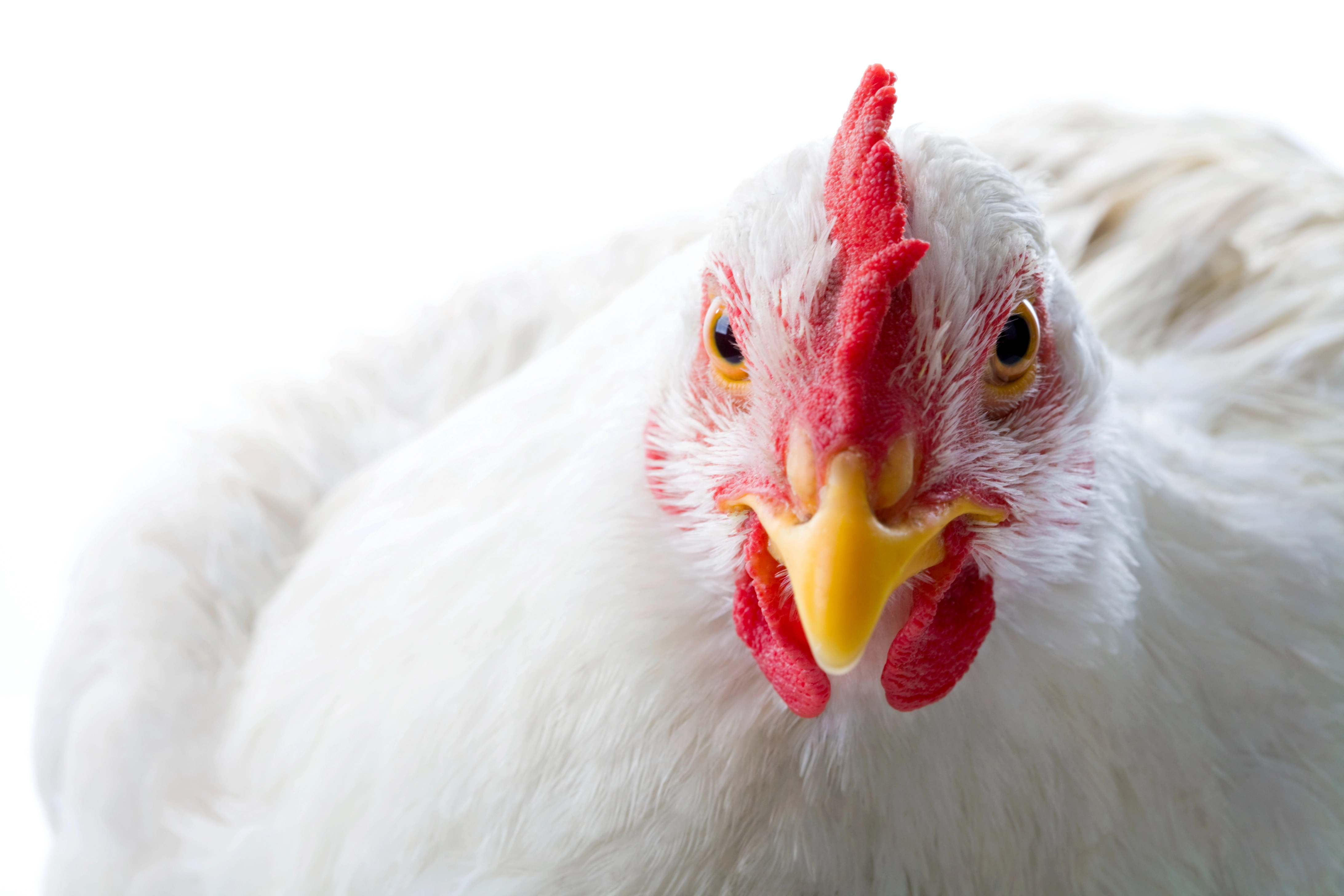 image UK detects human case of bird flu, says wider risk remains low