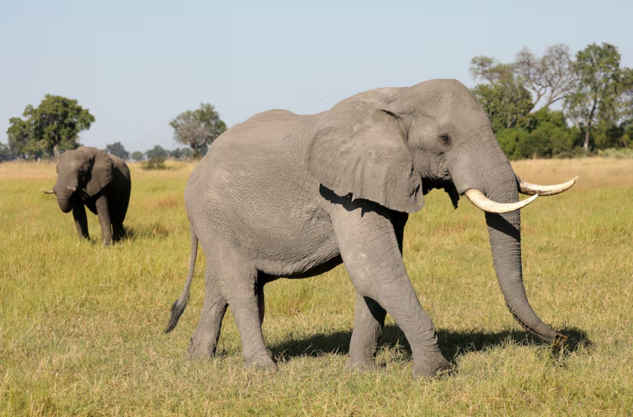 image Researchers document huge drop in African elephants in a half century