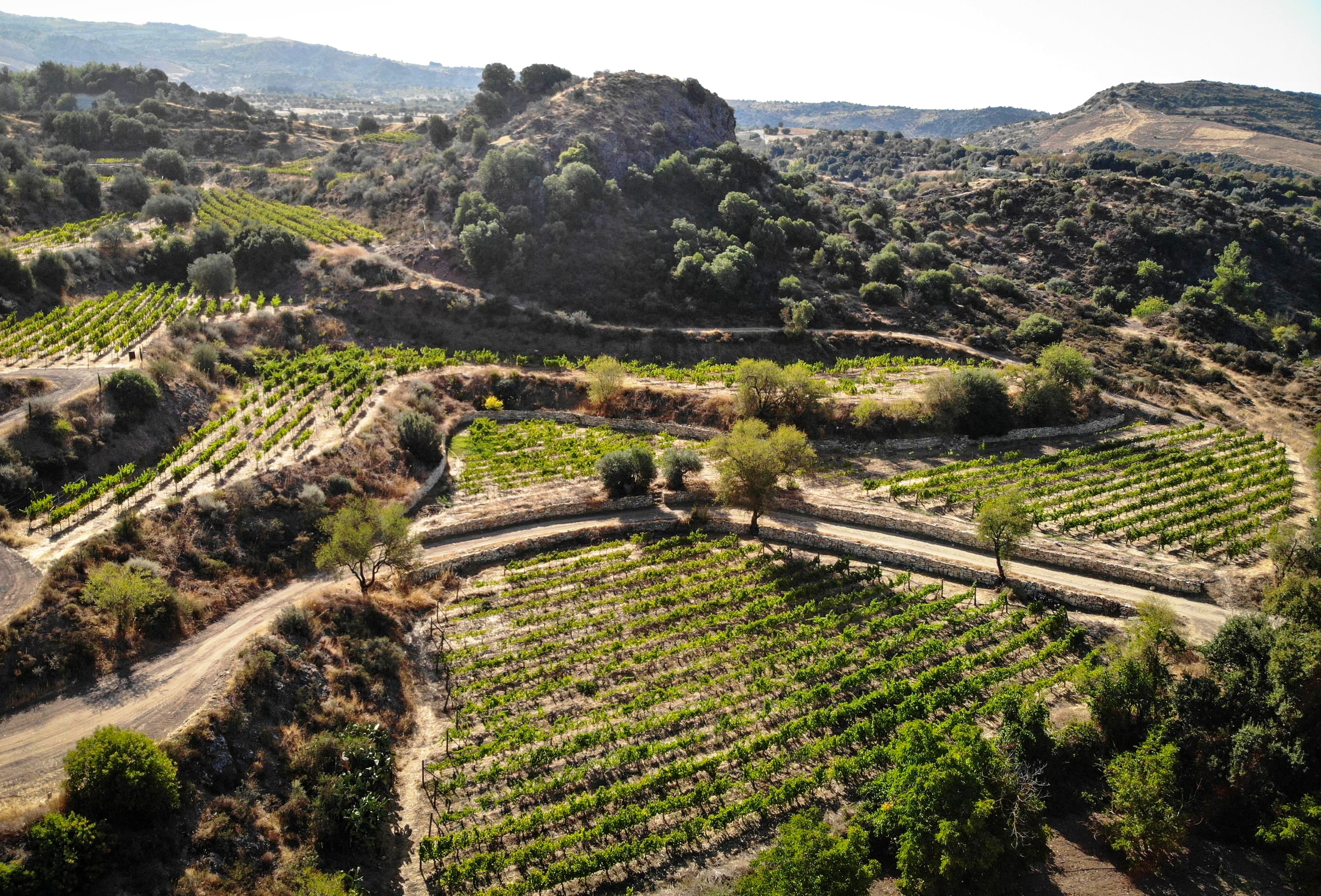 image Celebrate a local wine