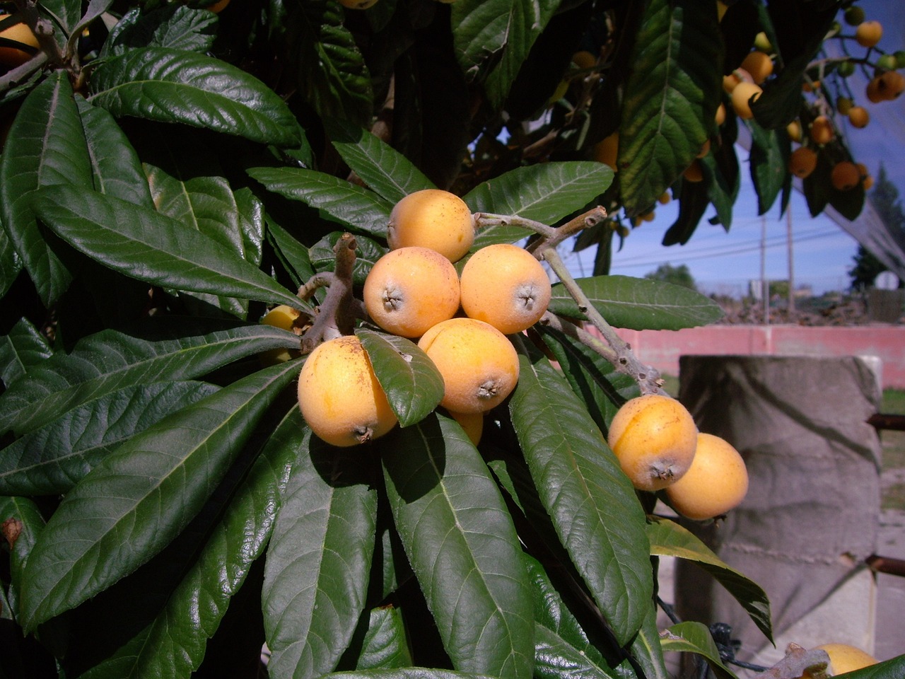 image A time for feeding and pruning