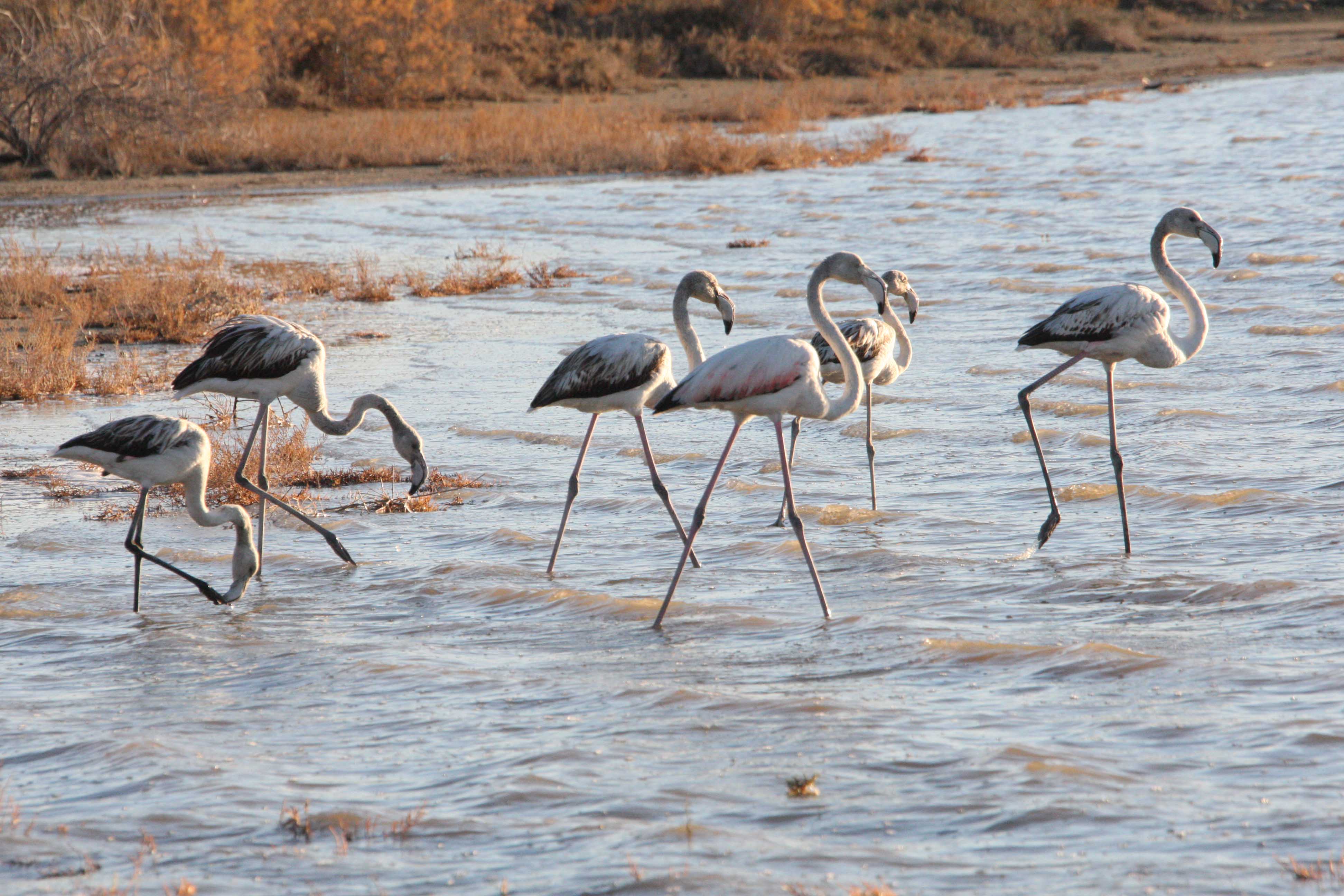 image Year’s first flamingos arrive in Larnaca