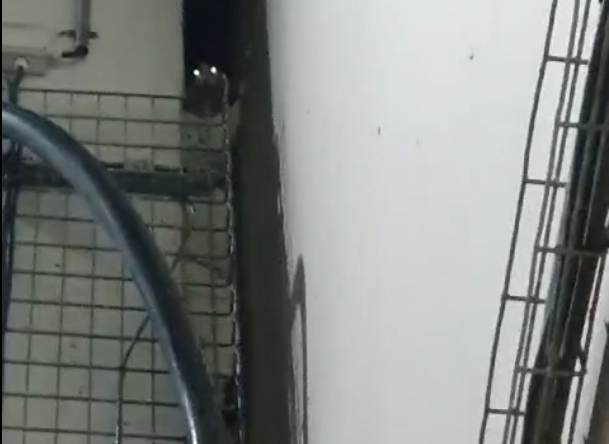 image Rescue of cat trapped at Larnaca airport