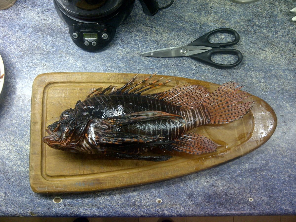 image Invasive alien species in Cyprus