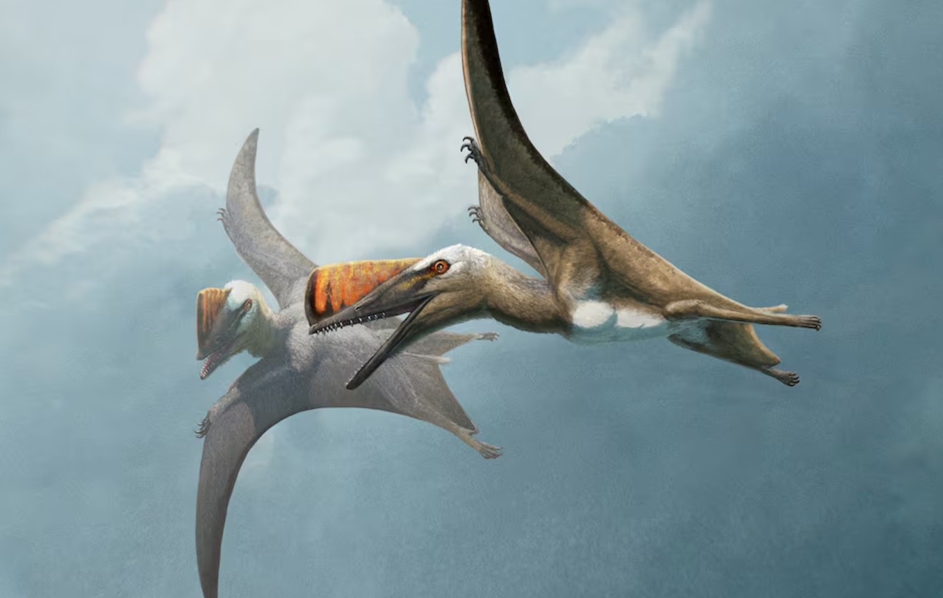 image Fossil from Germany unlocks history of ancient flying reptiles