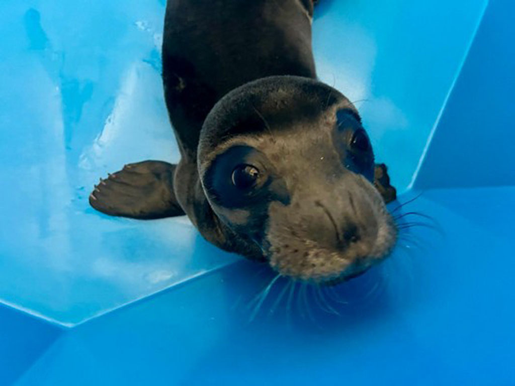 image 10-day old seal pup rescued off Cyprus coast