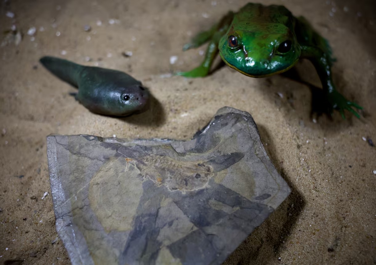 image Scientists in Argentina unearth oldest tadpole, from dinosaur times