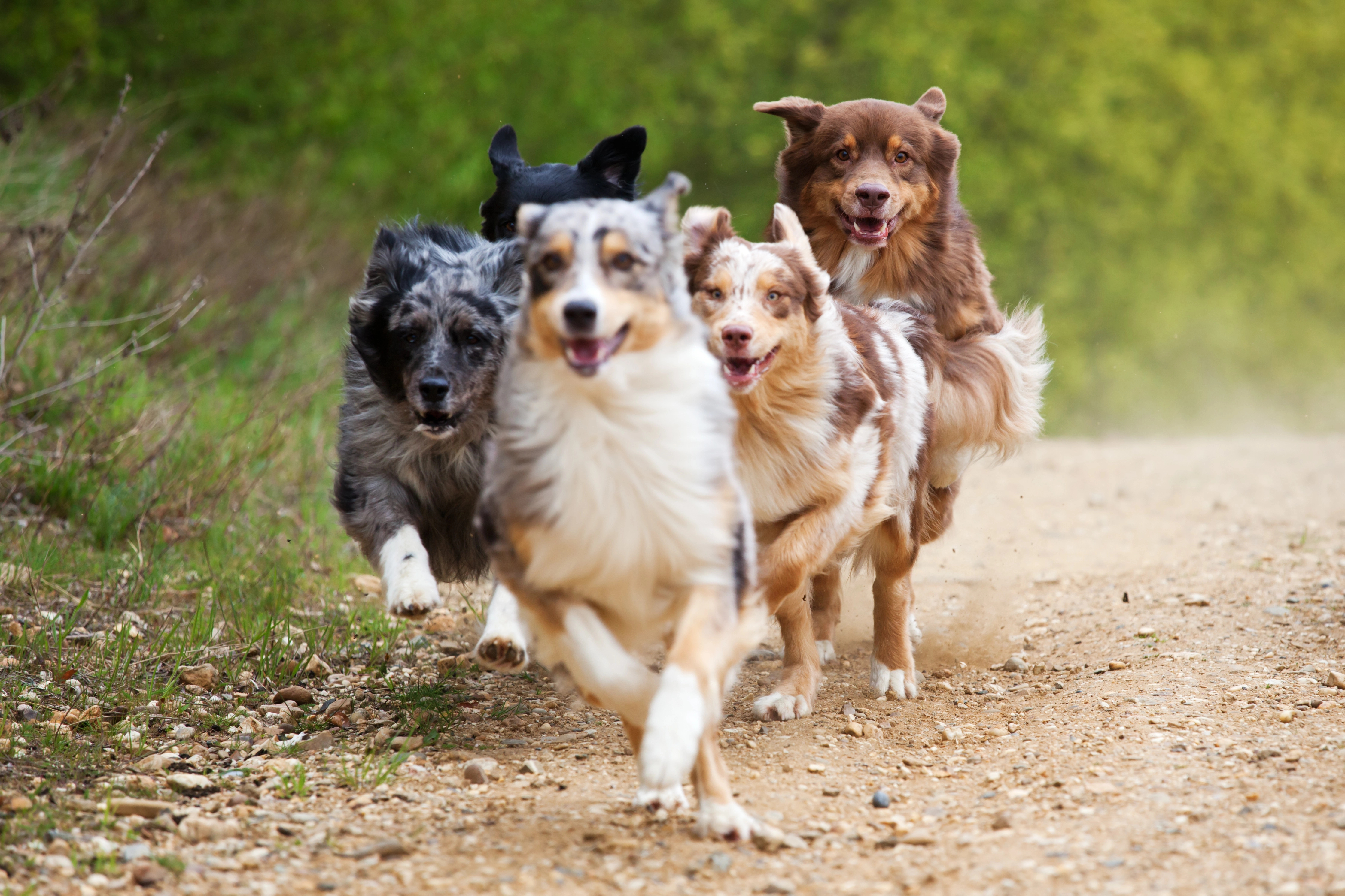 image Five strays from park pack seeking forever homes