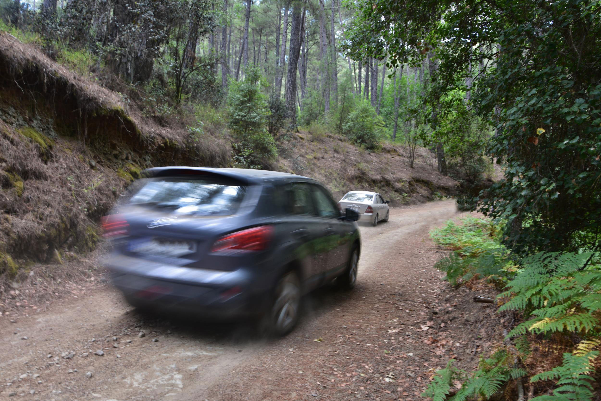 image Forestry department warns against driving in state forests
