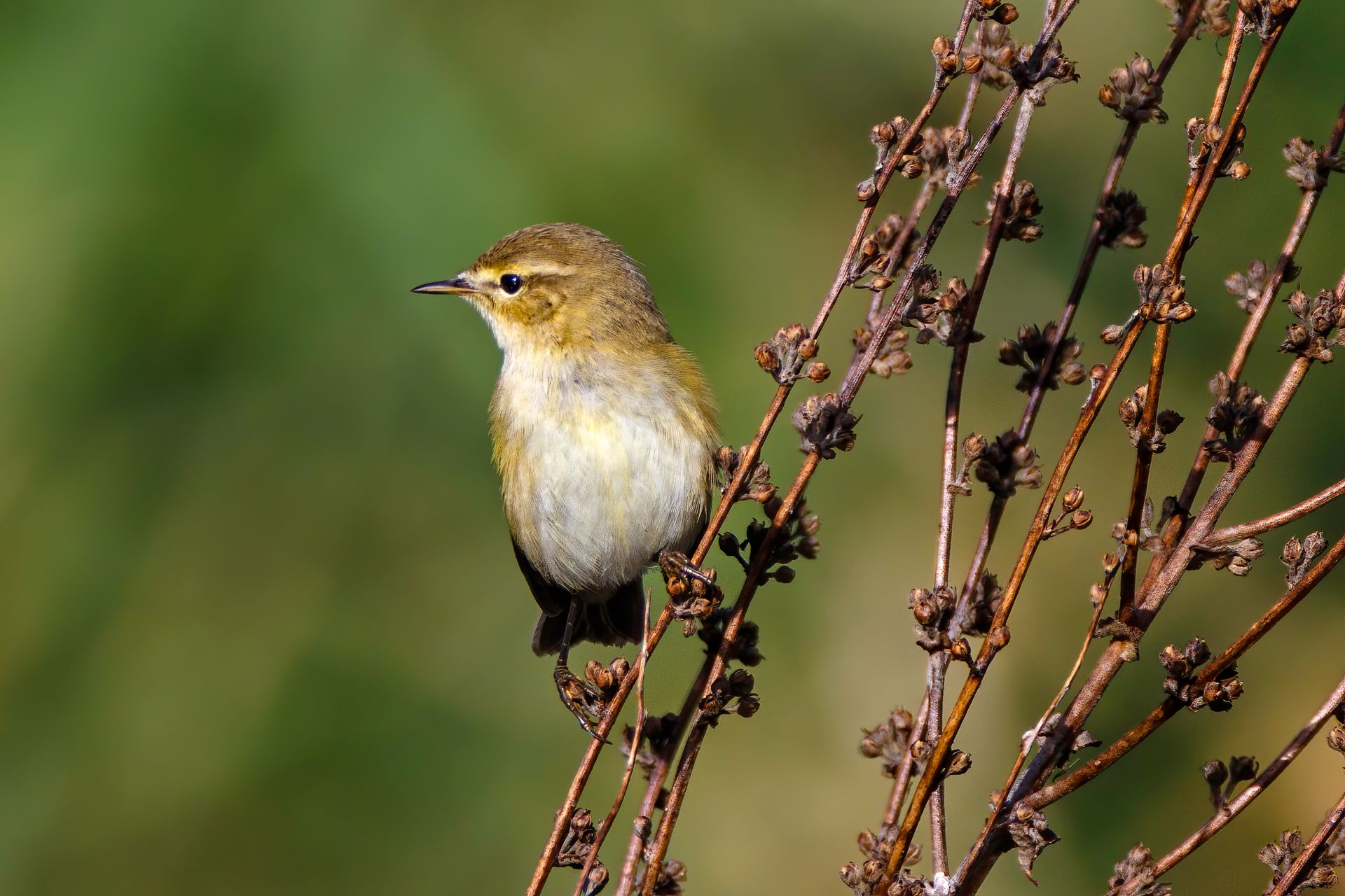 image Bird flies from Hungary to Cyprus in just two months