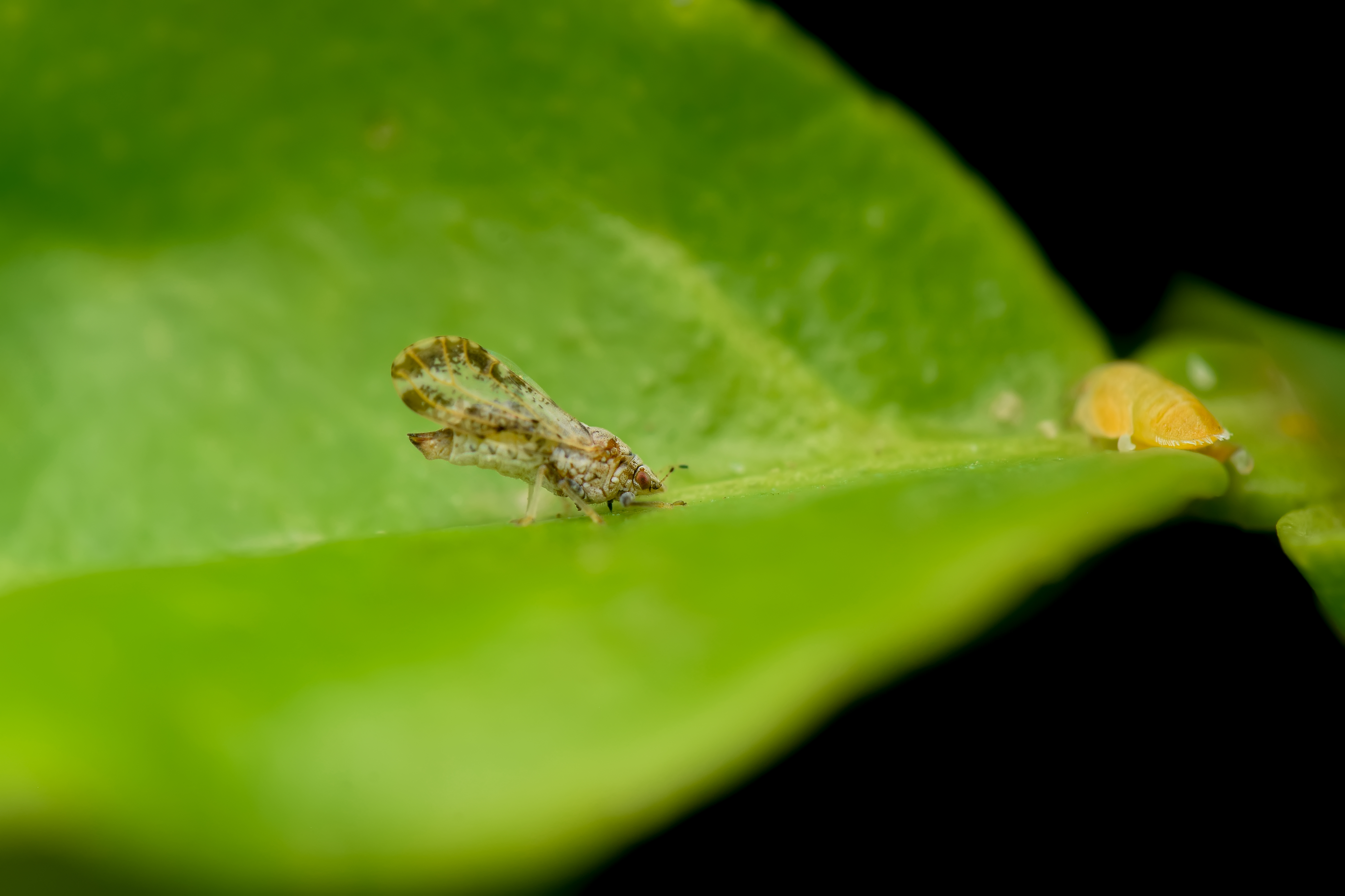 image Cyprus may lose its citrus trees after alien bug found