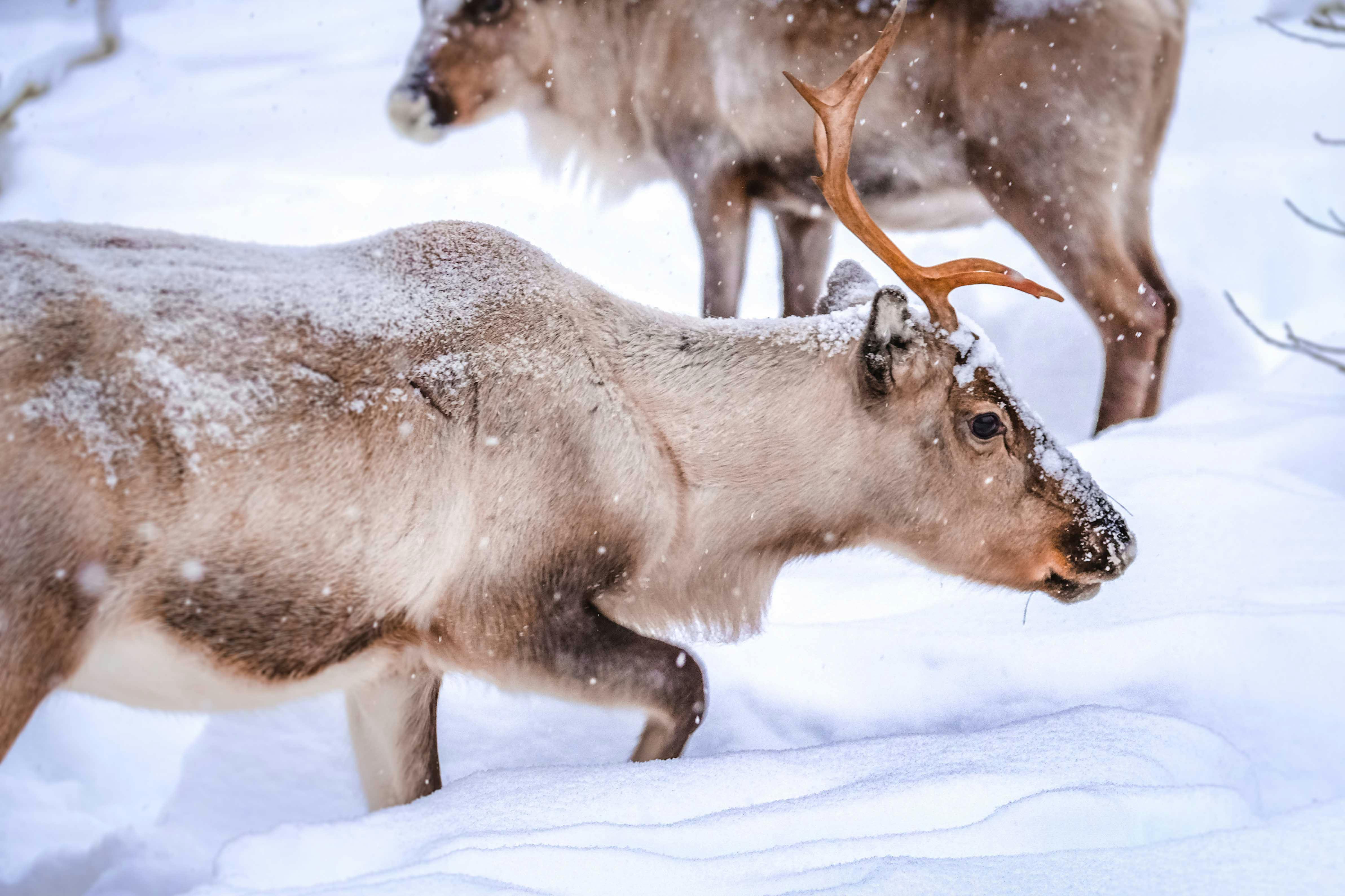 image Yes, reindeer actually can have red noses – and other fascinating facts about this Christmas icon