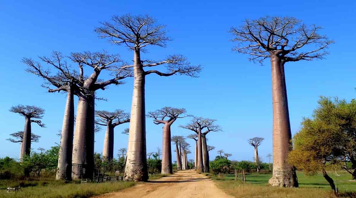 image Baobab is a superfood with growing global demand