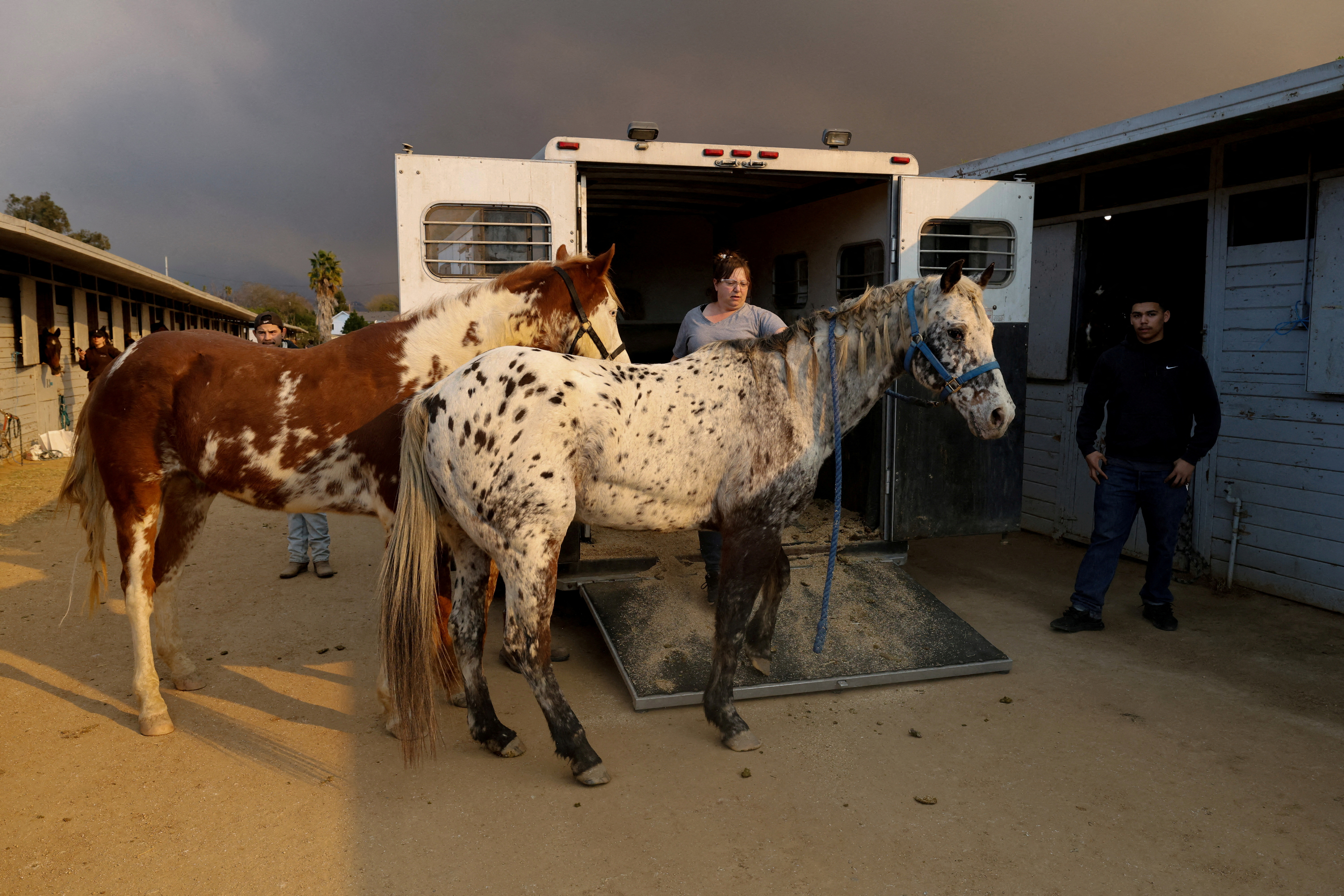 image Animal rescuers care for LA fire evacuees &#8211; dogs, donkeys, horses