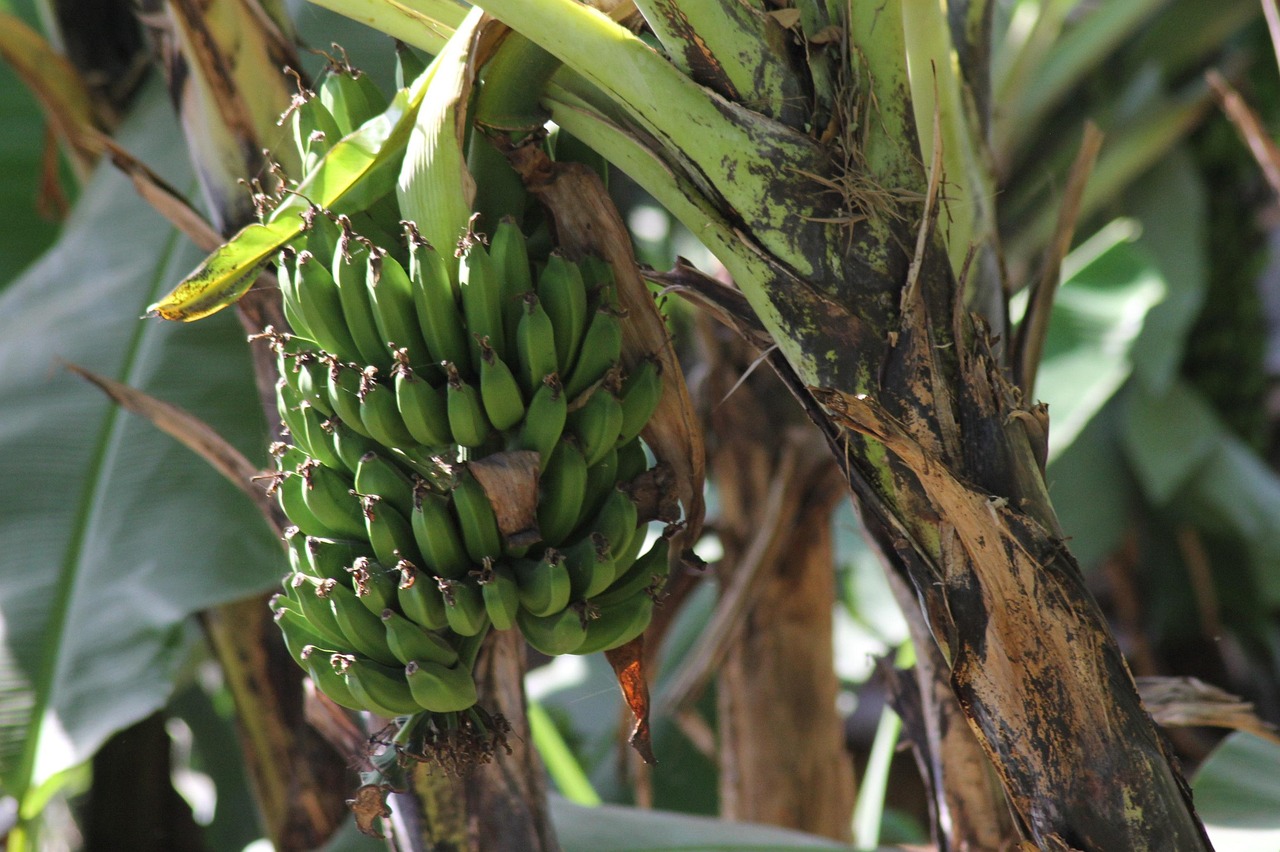 image Paphos banana farmers anxious over water supply