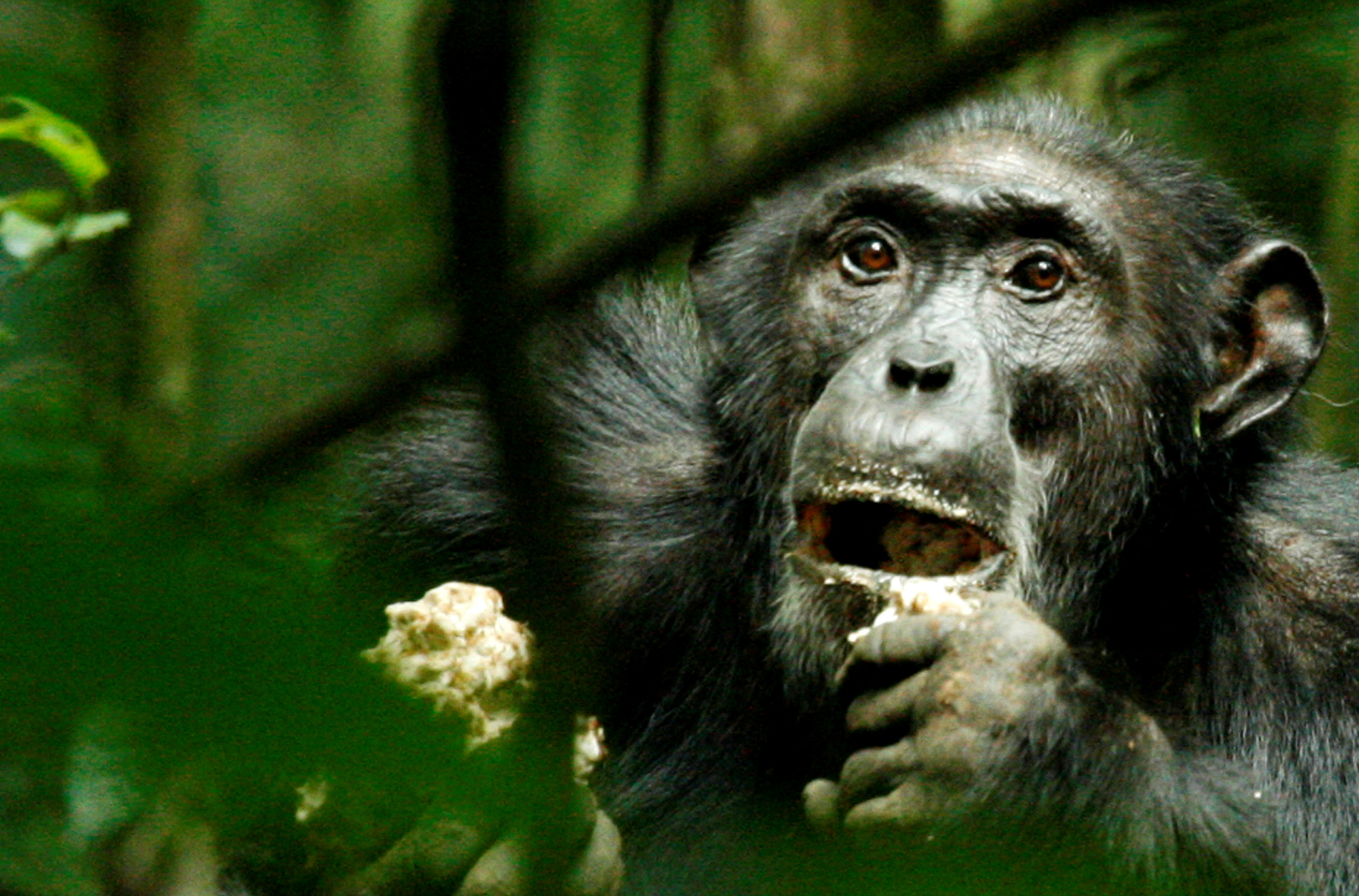 image Wild chimpanzees adapt genetically to different habitats