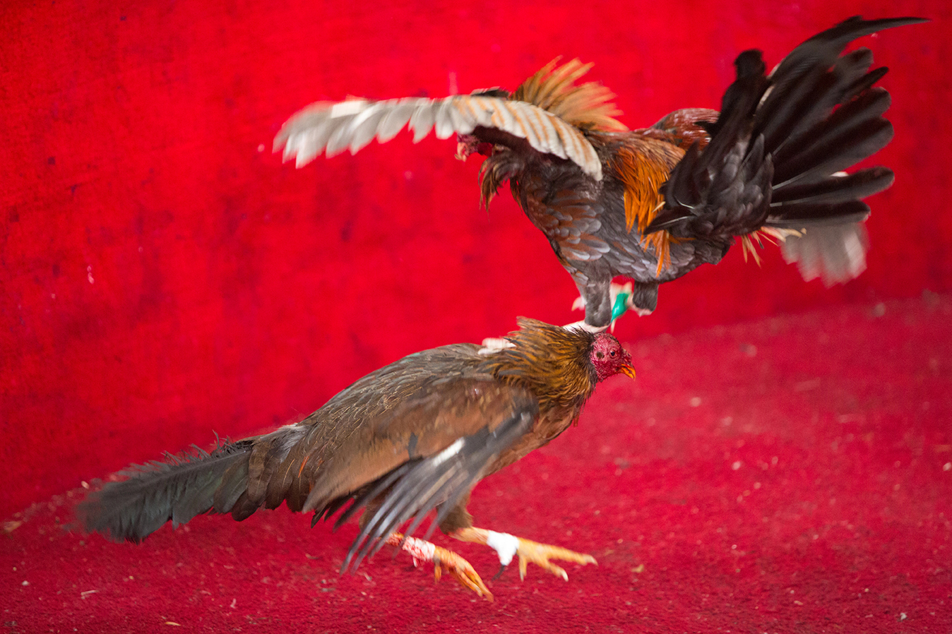 image Bill to increase punishment for cock fighting rejected by north ‘parliament’