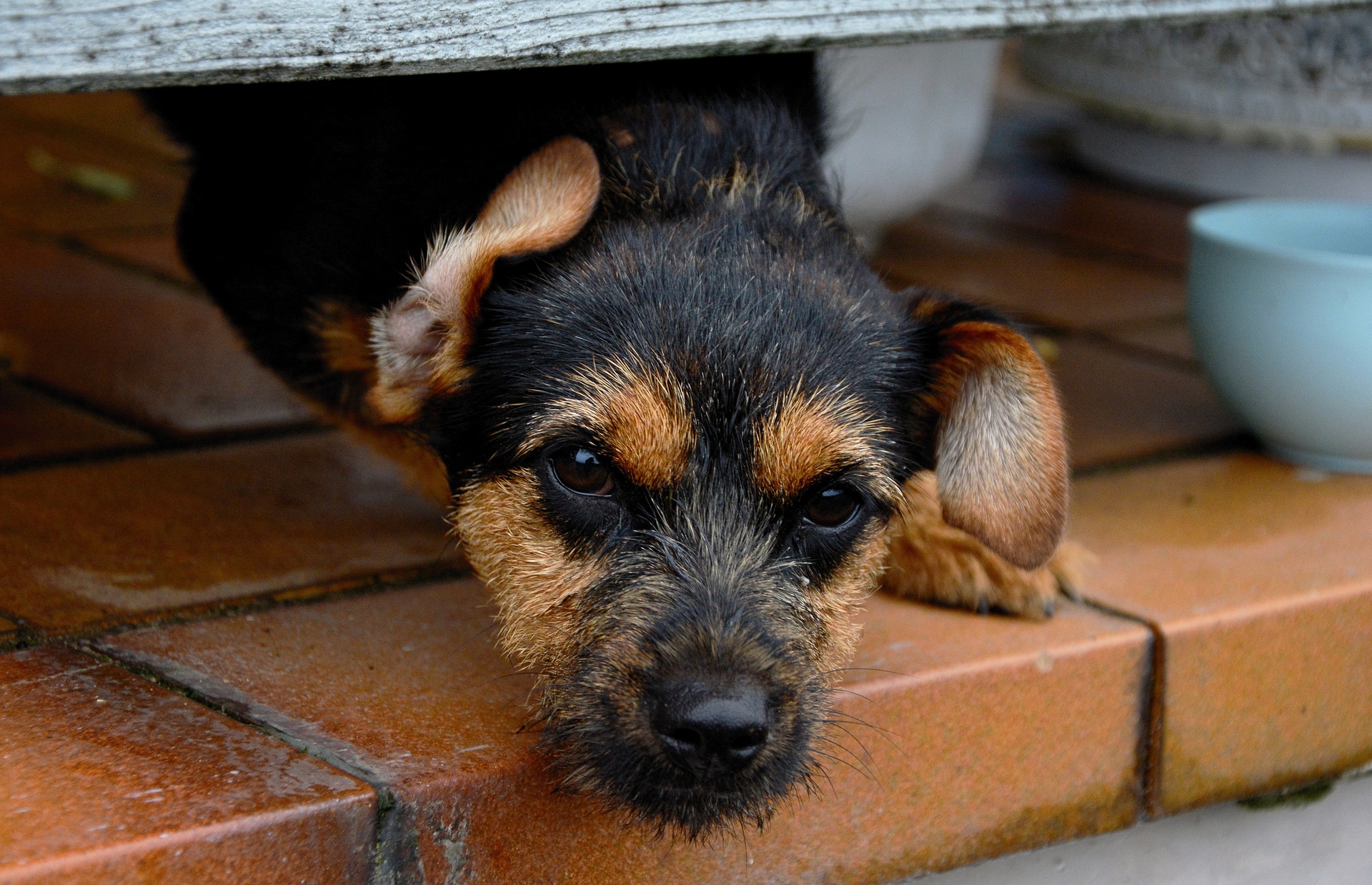 image Second arrest made in Peyia animal cruelty case