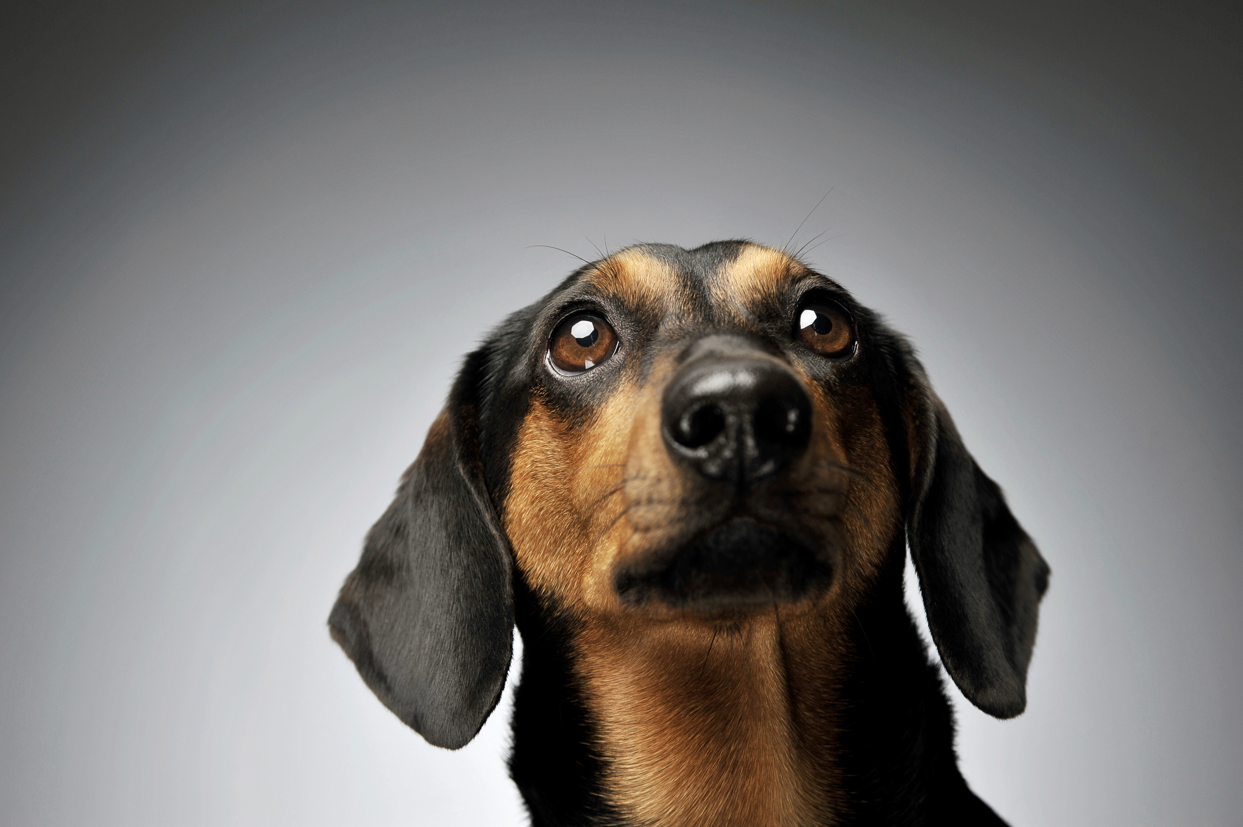 image Abused dog found in rubbish bin, owner arrested