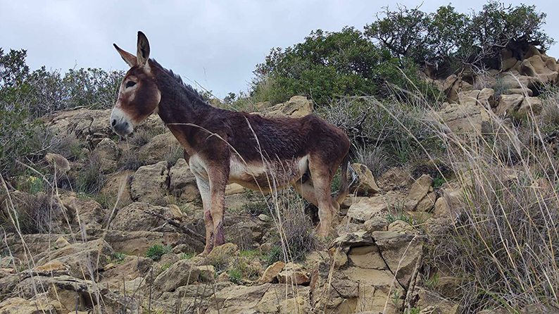 image Athlete plans 24-hour swim to protest ‘brutal’ donkey killings