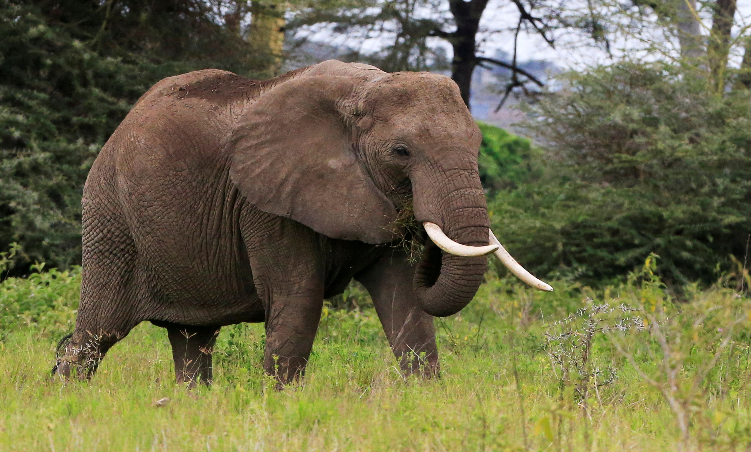 image Elephants cannot sue to get out of the zoo, Colorado&#8217;s top court rules