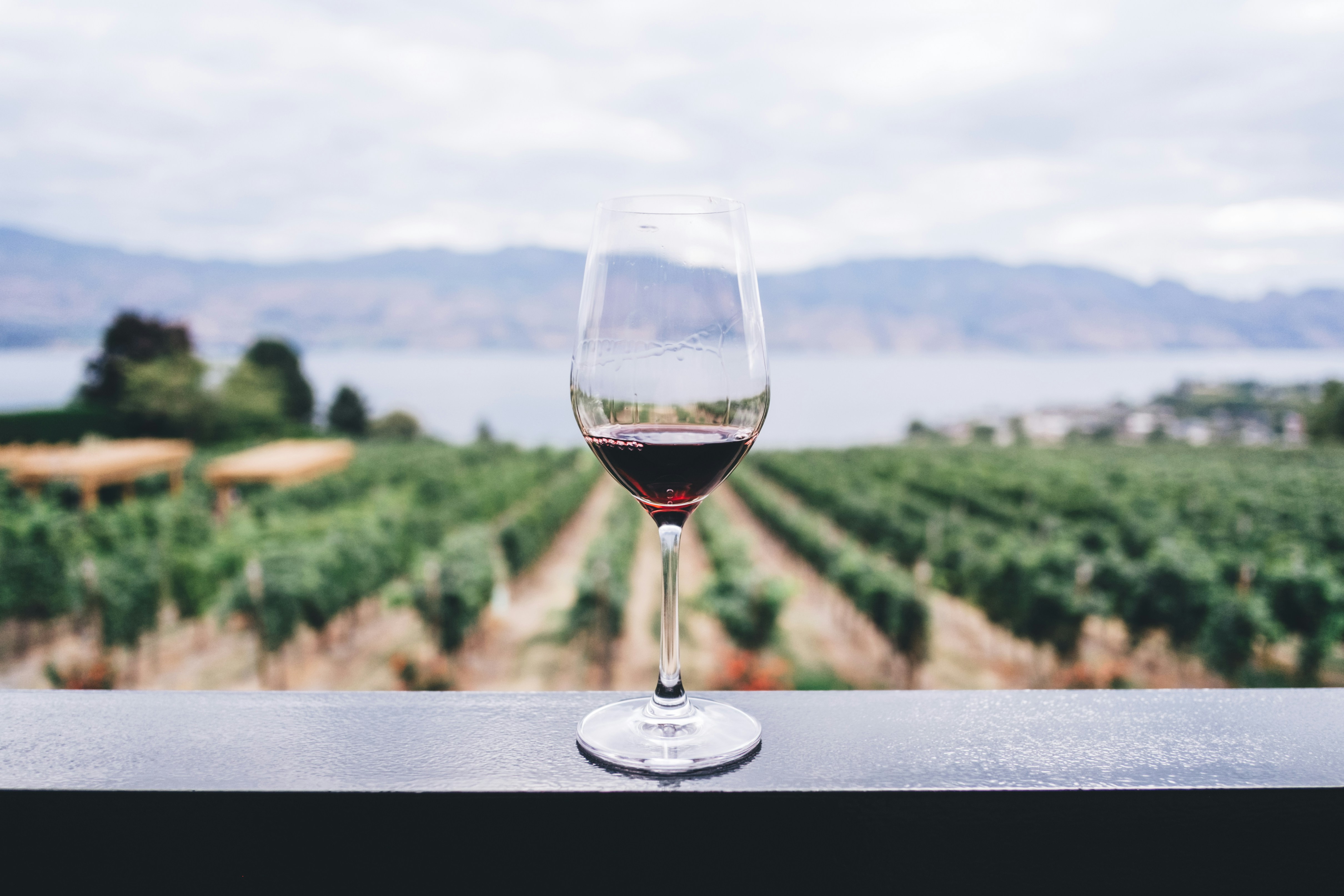 image A Cyprus celebration of Greek wines