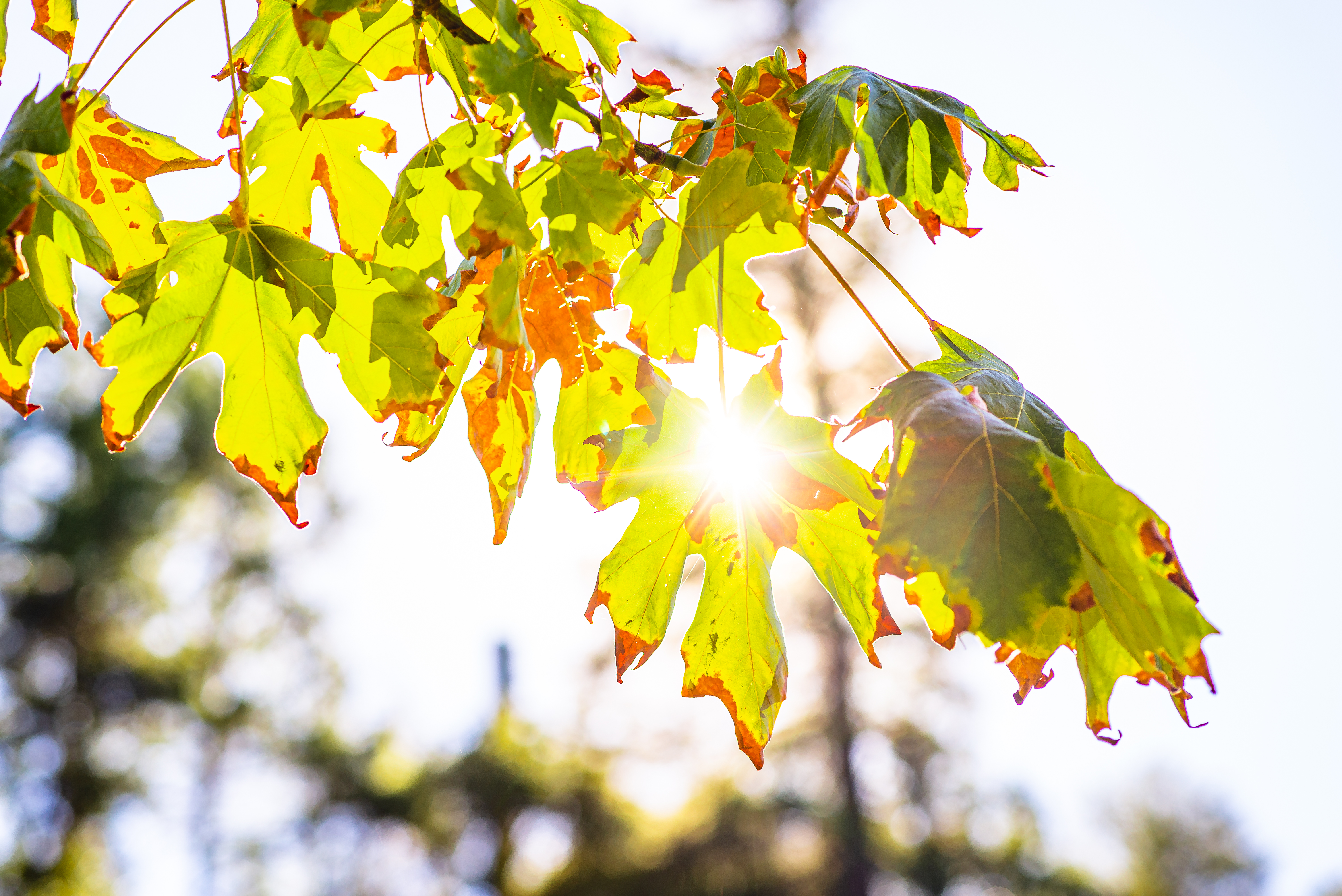 image Worst rainless January since 1997