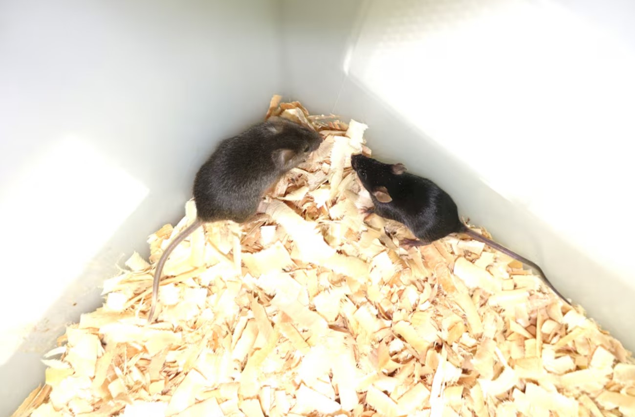 image Scientists use genetic engineering to create mice with two male parents