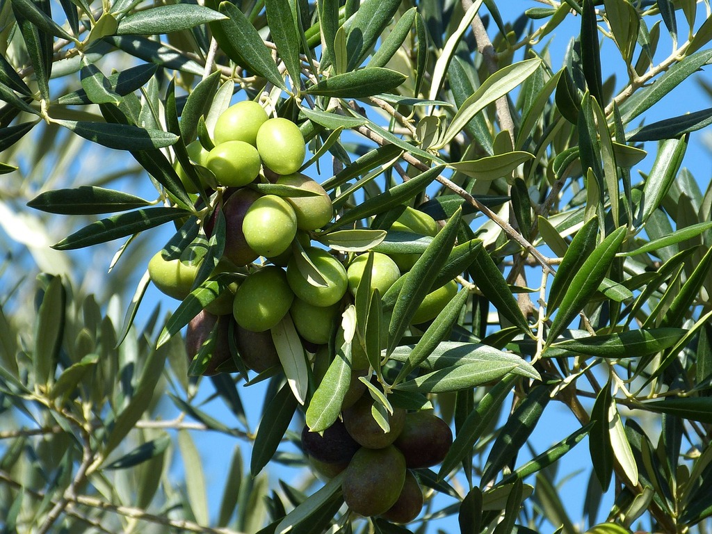 image We all know olive oil is healthy