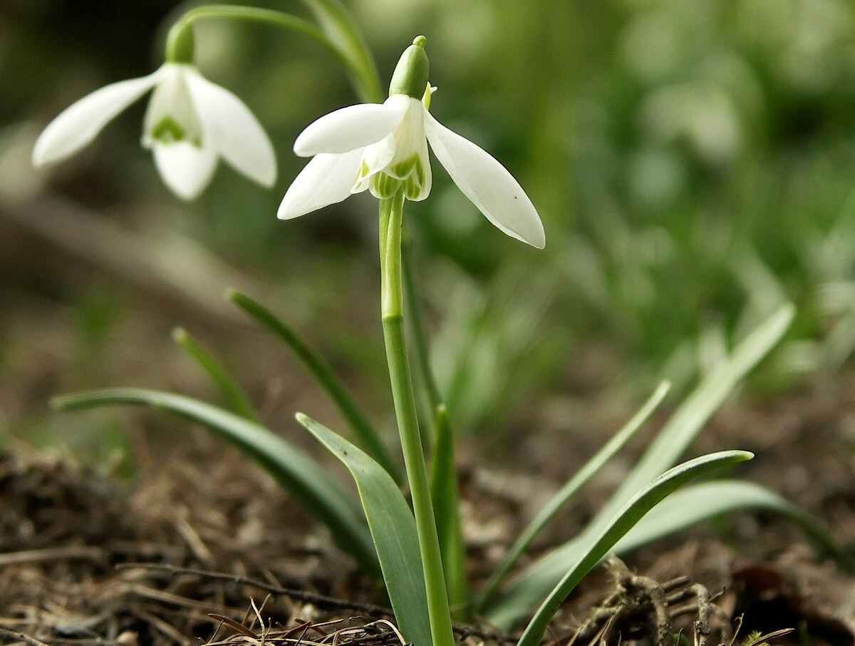 image More snowdrops, less ice: Russia&#8217;s famed winter has lost its bite this year