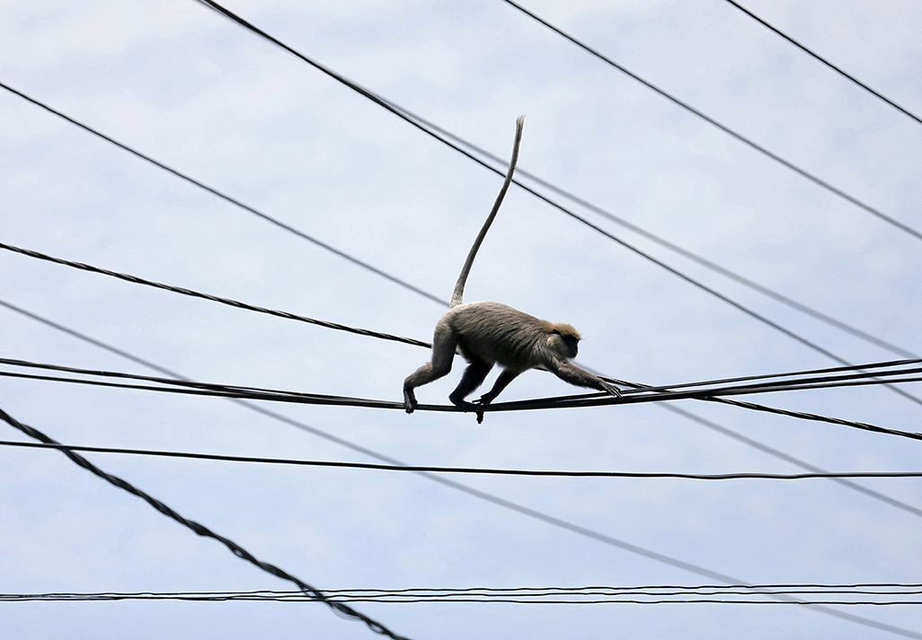 image Sri Lanka scrambles to restore power after monkey causes islandwide outage