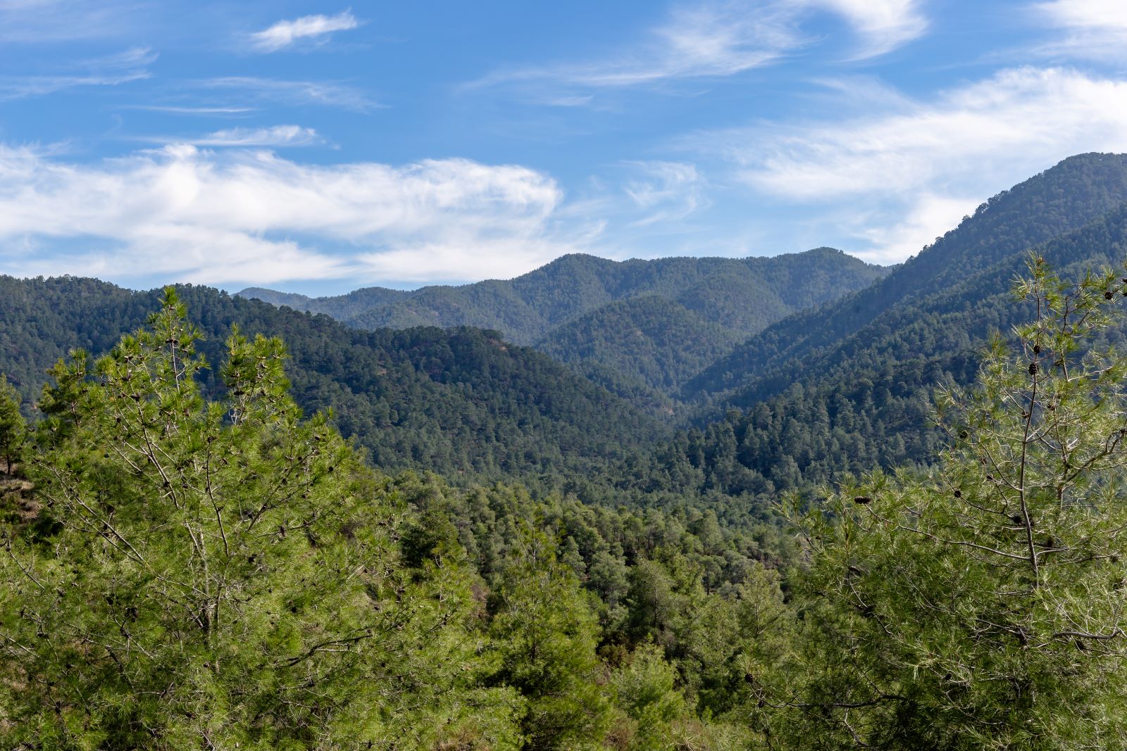 image AI to support reliable tree mapping in Cyprus