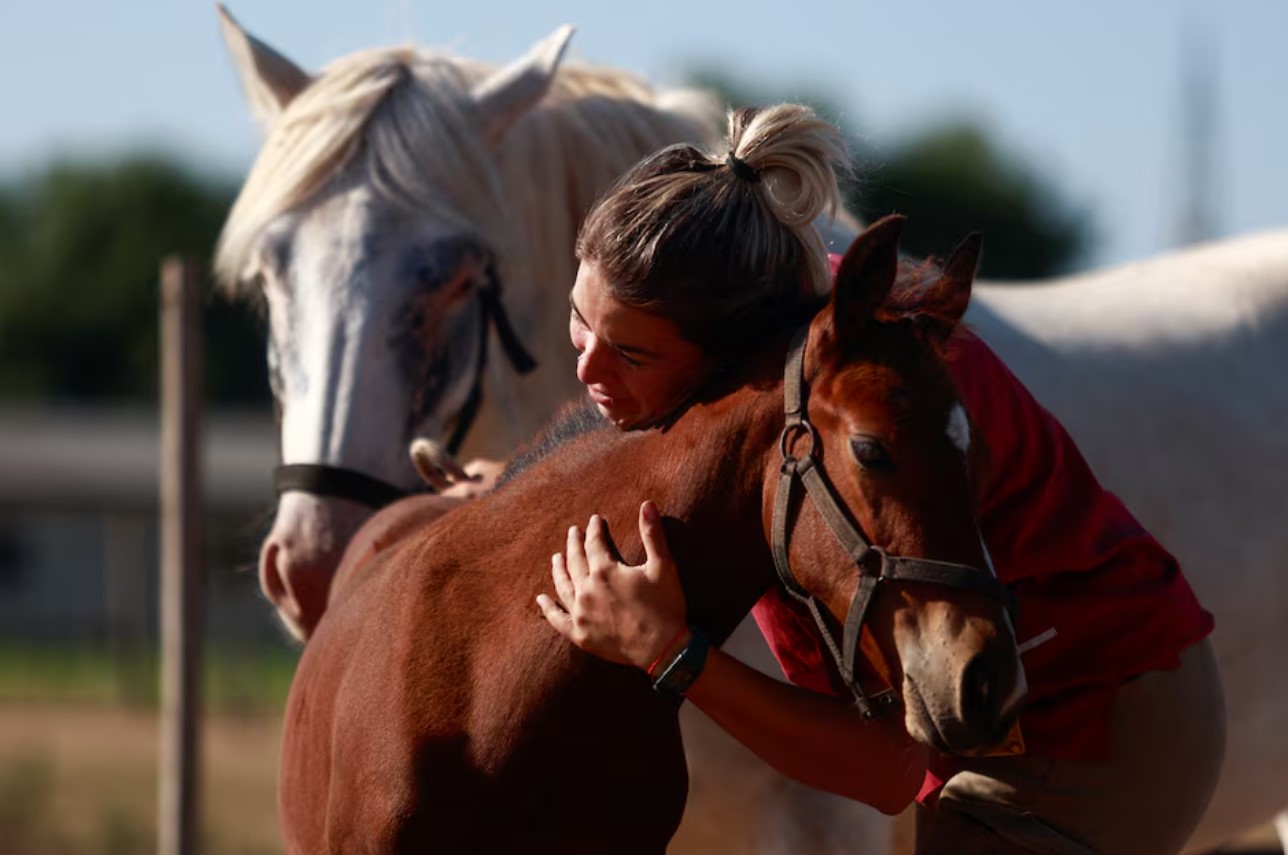 image Argentina breeds gene-edited polo super ponies