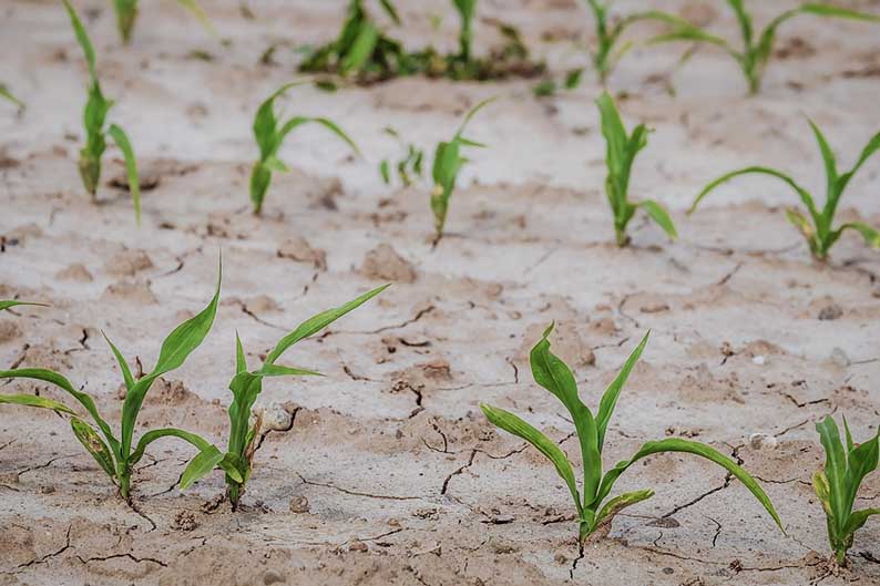 image Cyprus to receive €3.5m from EU in emergency support for farmers
