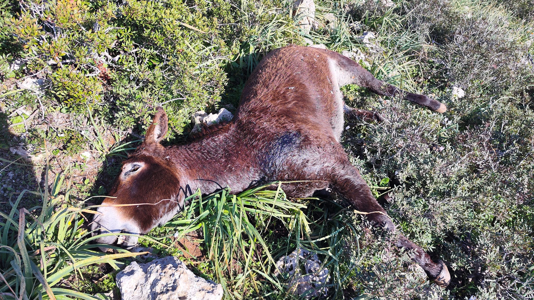 image At least 14 donkeys shot dead in Karpasia