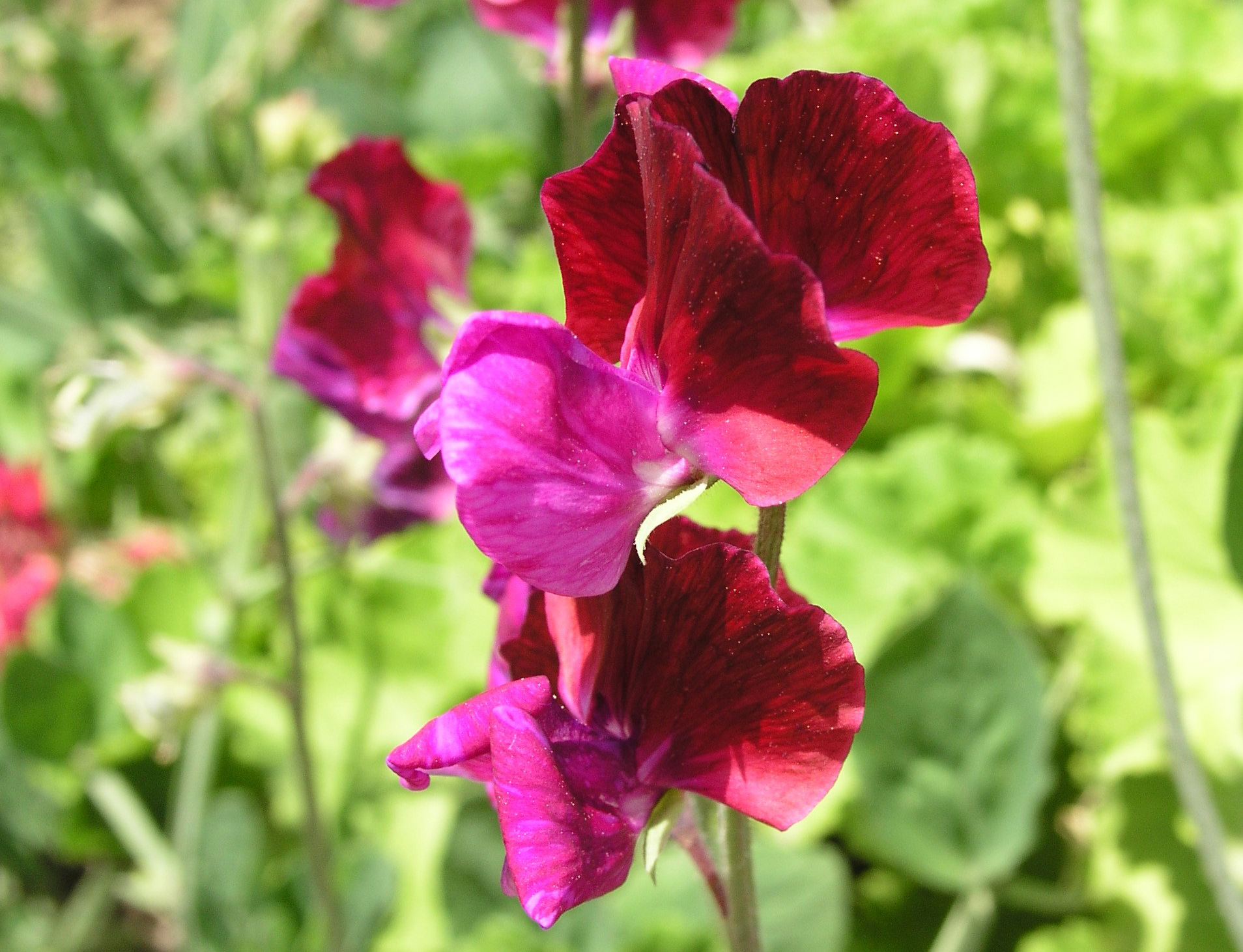 image So many jobs in the garden at this time of year