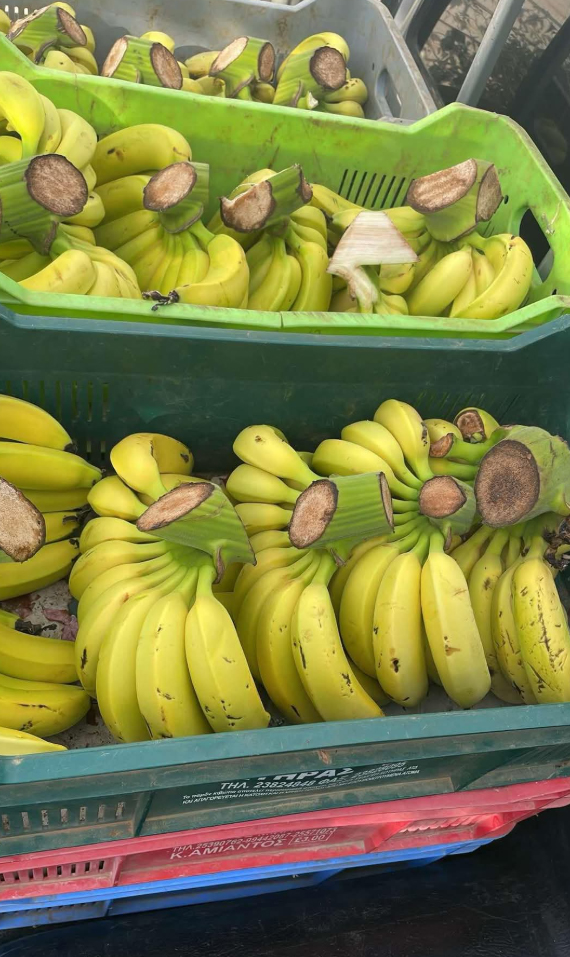 image Paphos banana farmers ‘on brink of disaster’ over water shortages