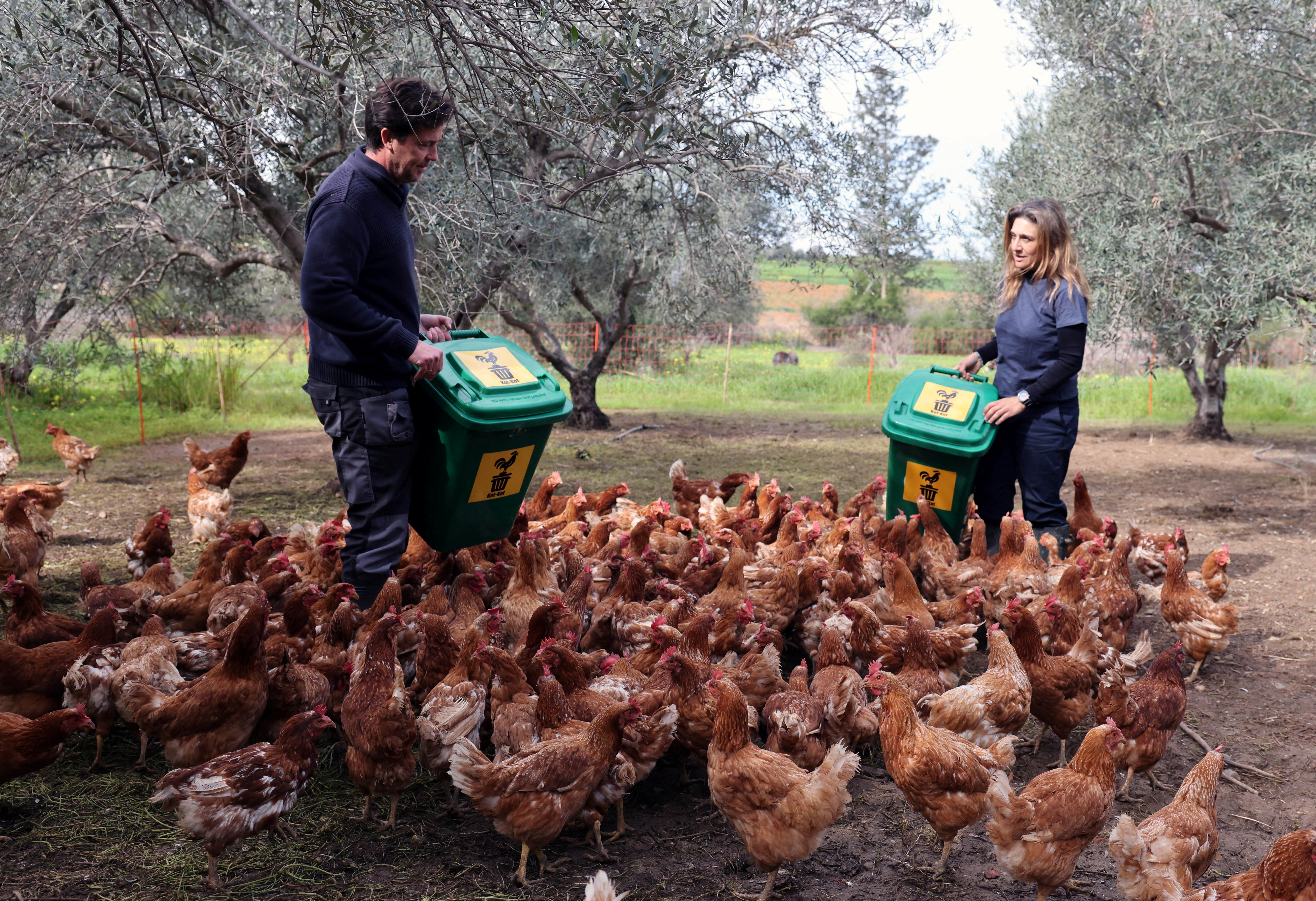 image Retired hens revitalise Cyprus olive groves