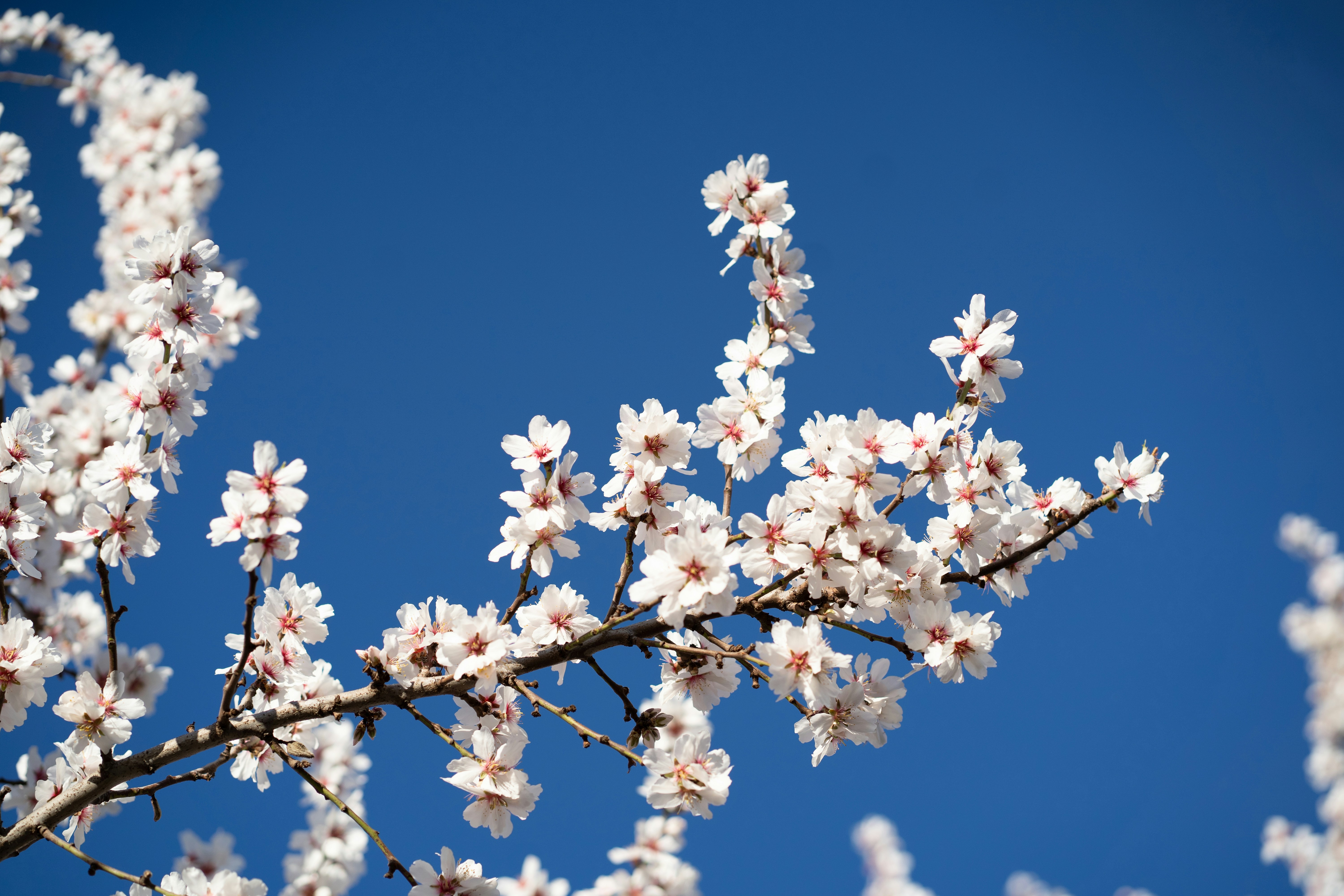 image Yiolou welcomes spring with blossom festival