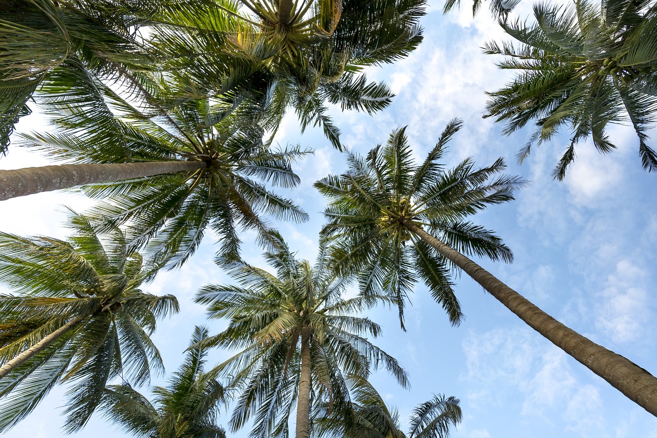 image Environmentalists demand investigation into Paphos palm tree felling