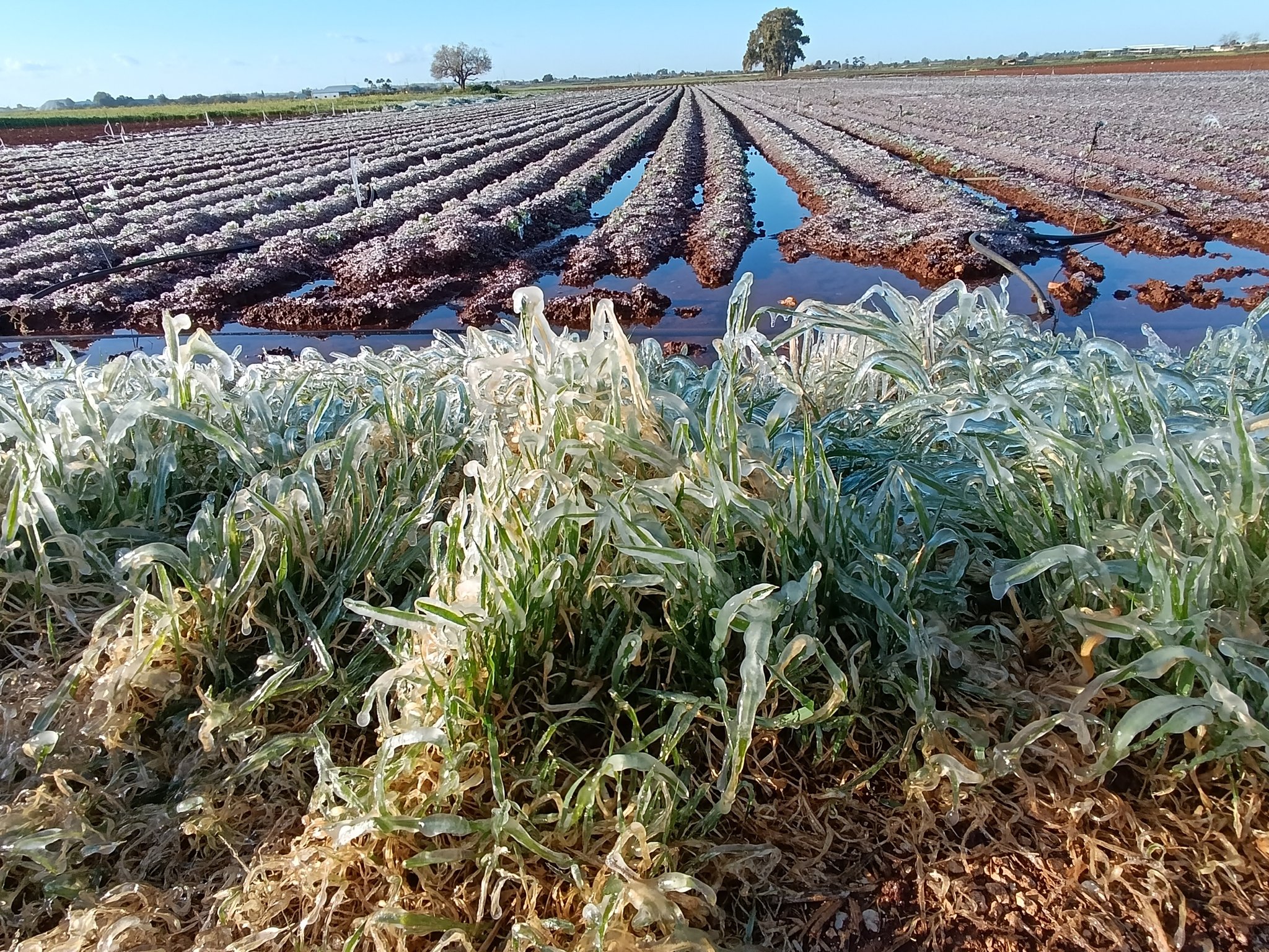 image Cold weather destroys crops in Larnaca, Famagusta